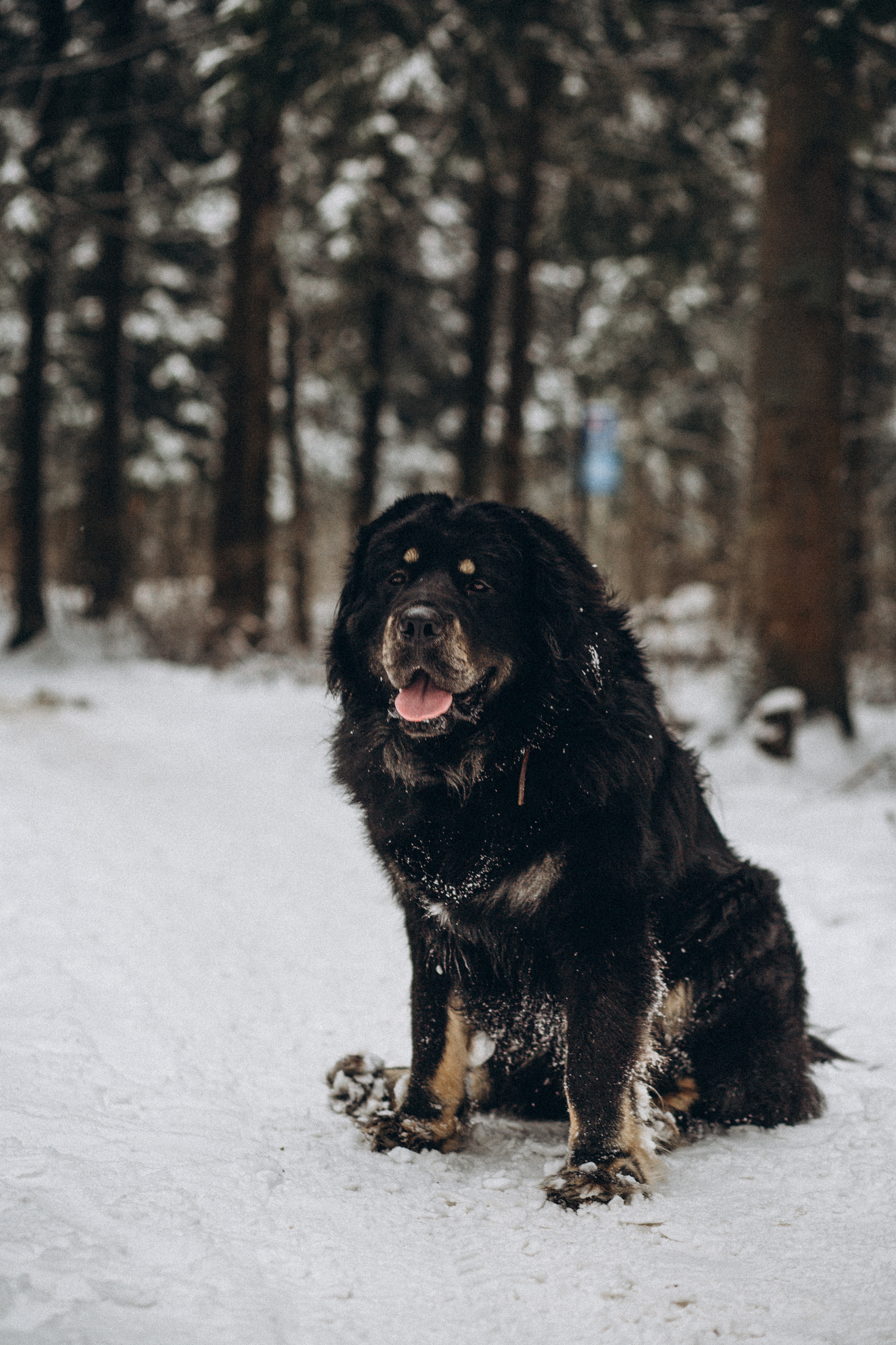 Елена & Александр. Семейный фотограф в Москве и Московской области Донкова Екатерина