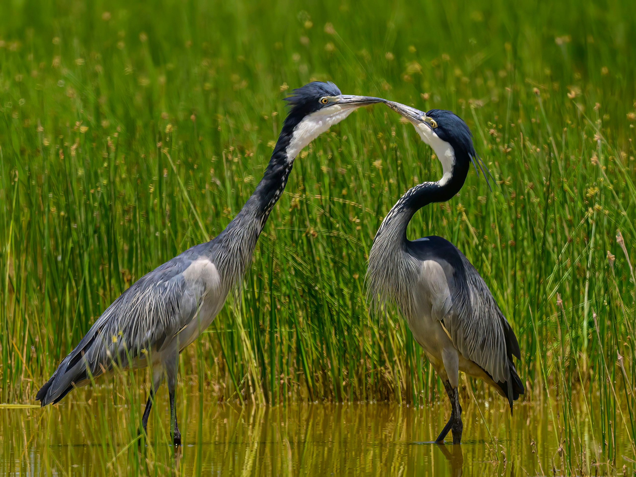 Кения. Wildlife photography by Sergey Puponin