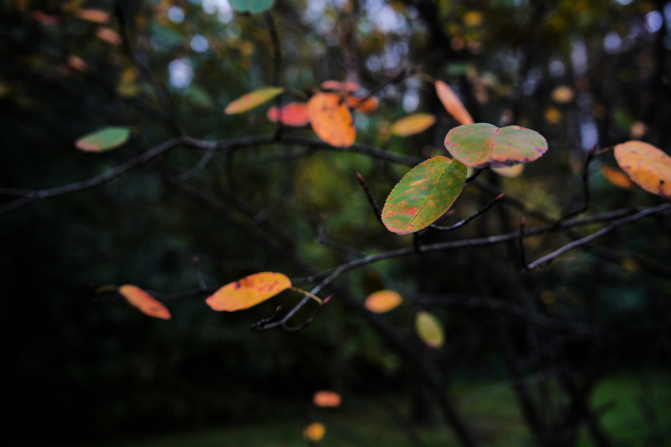 Осень 2025. Фотограф из Москвы — DASHA NOVA | Авторская фотография в разных жанрах