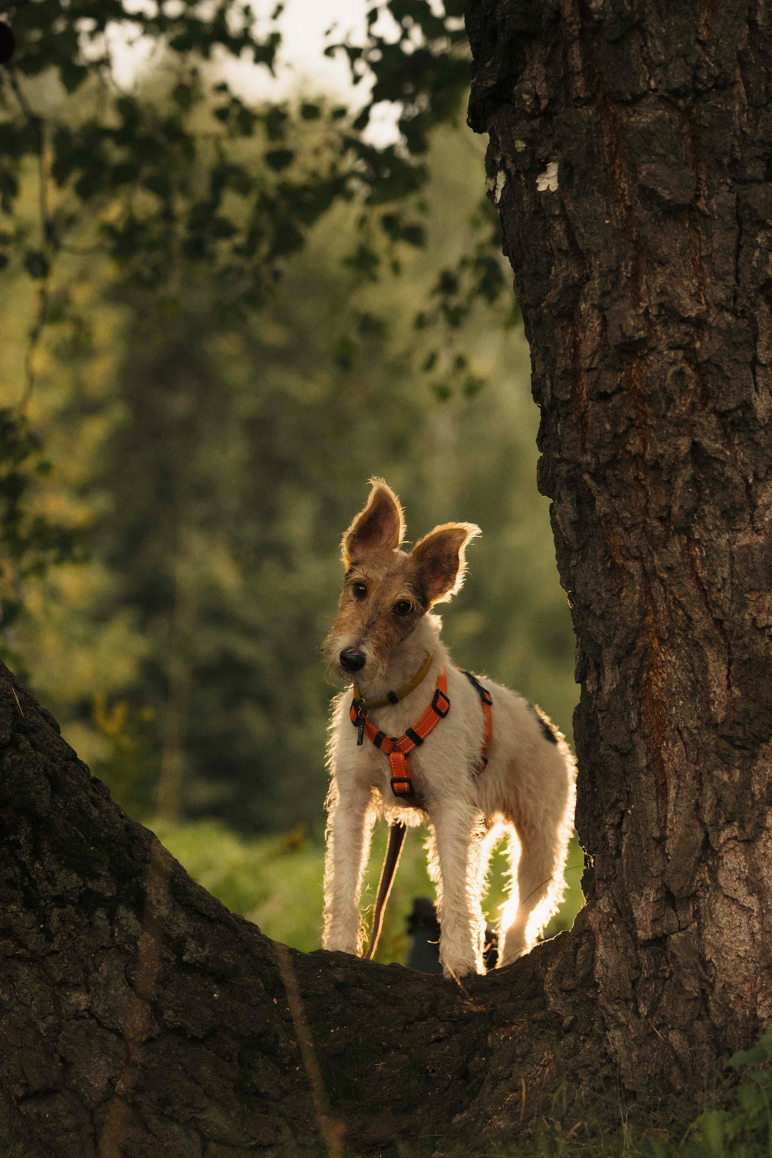 Мартин. Фотограф- анималист Александра Матвеева