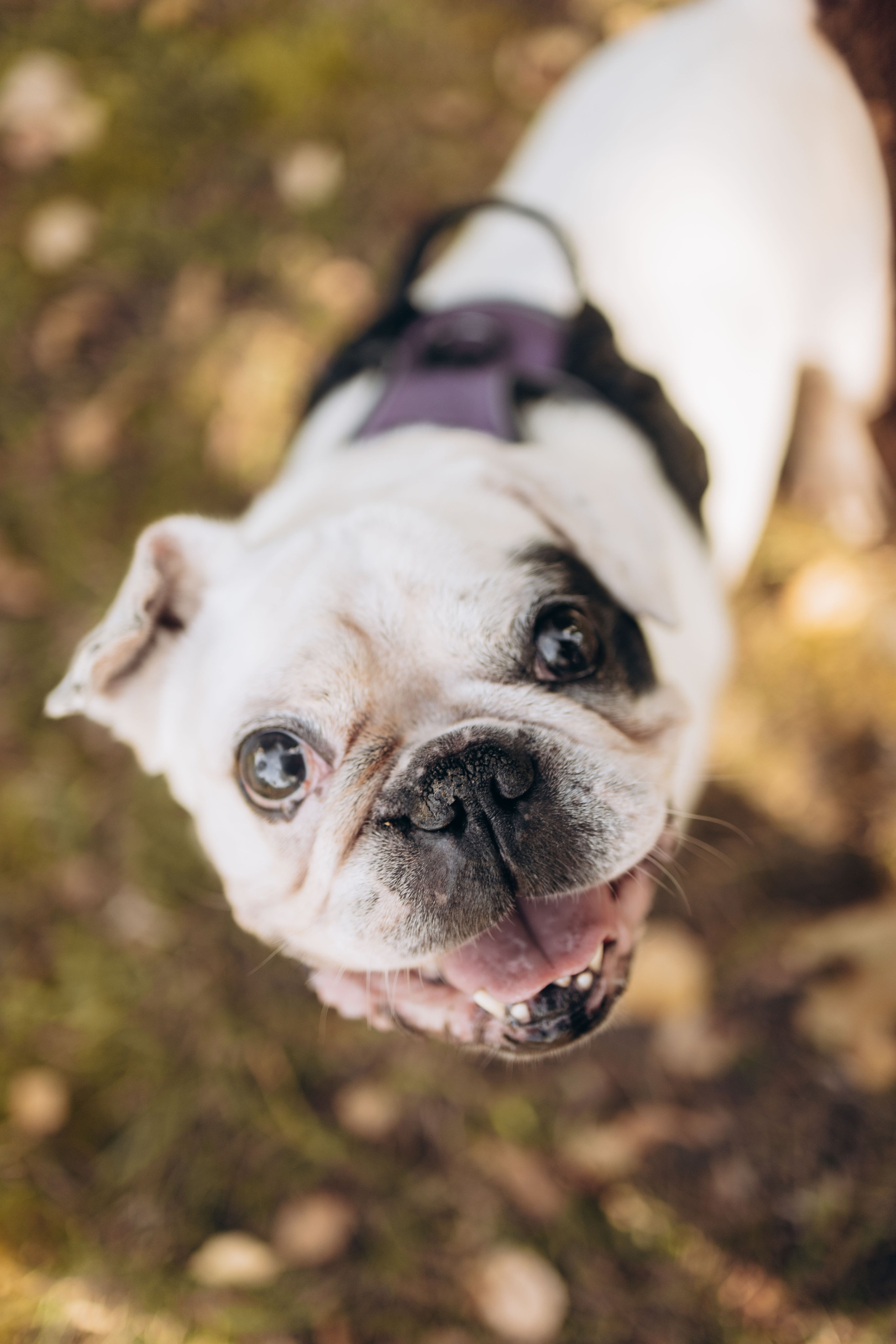 Оля и бульдоги