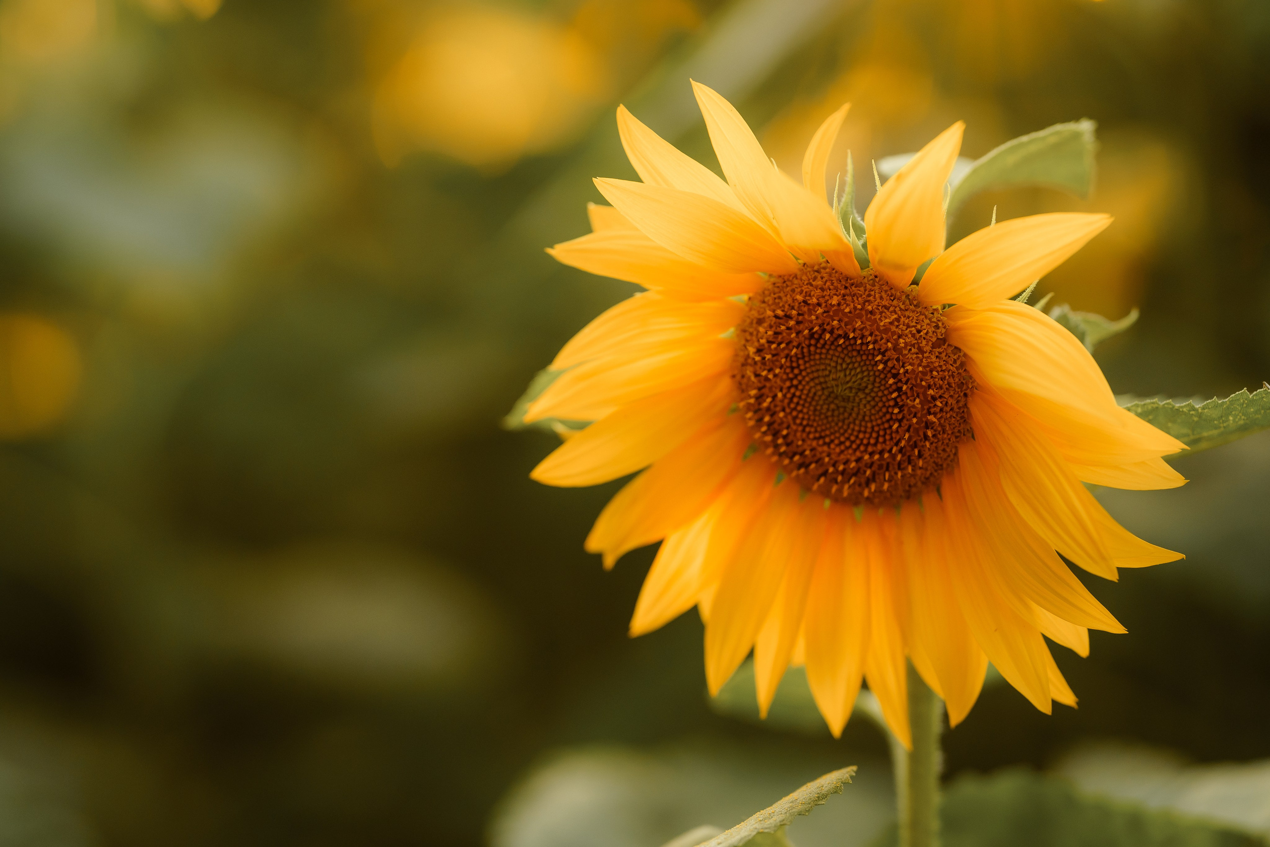 Семейный фотограф в г. Арзамас Кристина Лисина. Свадебный и семейный фотограф Кристина Лисина в Арзамасе