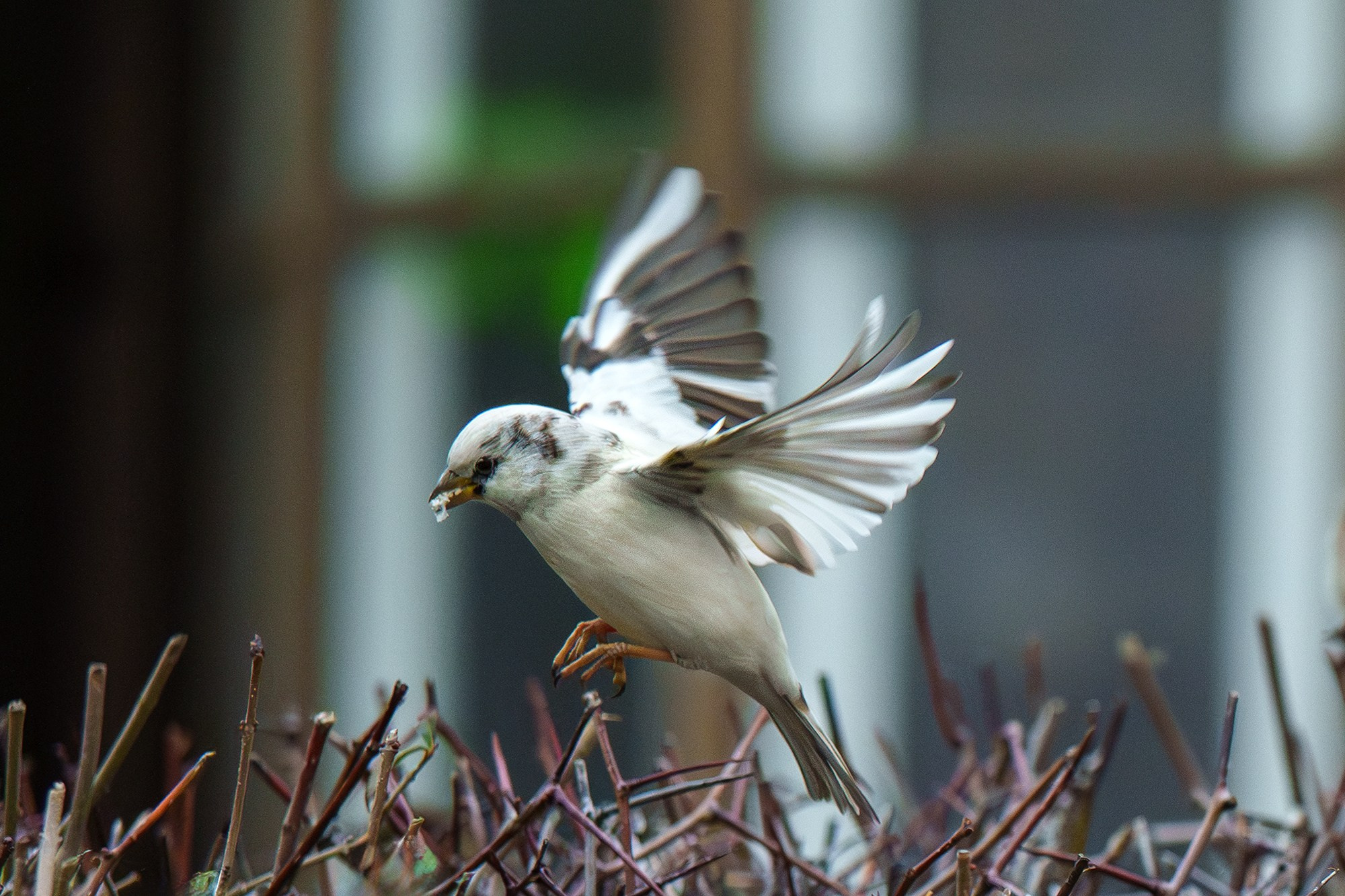 Удивительные мир птиц. Вокруг нас столько прекрасного — присмотритесь!. Ваш личный фотограф Марина Волкова