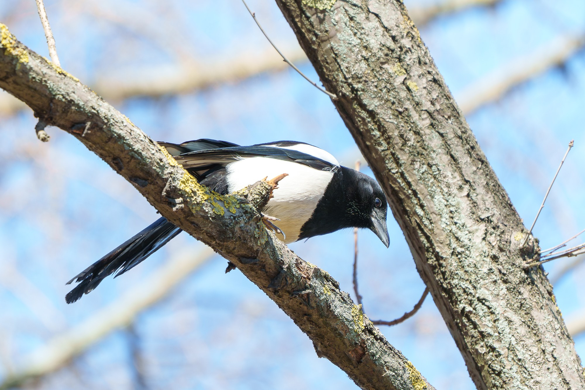 Удивительные мир птиц. Вокруг нас столько прекрасного — присмотритесь!. Ваш личный фотограф Марина Волкова