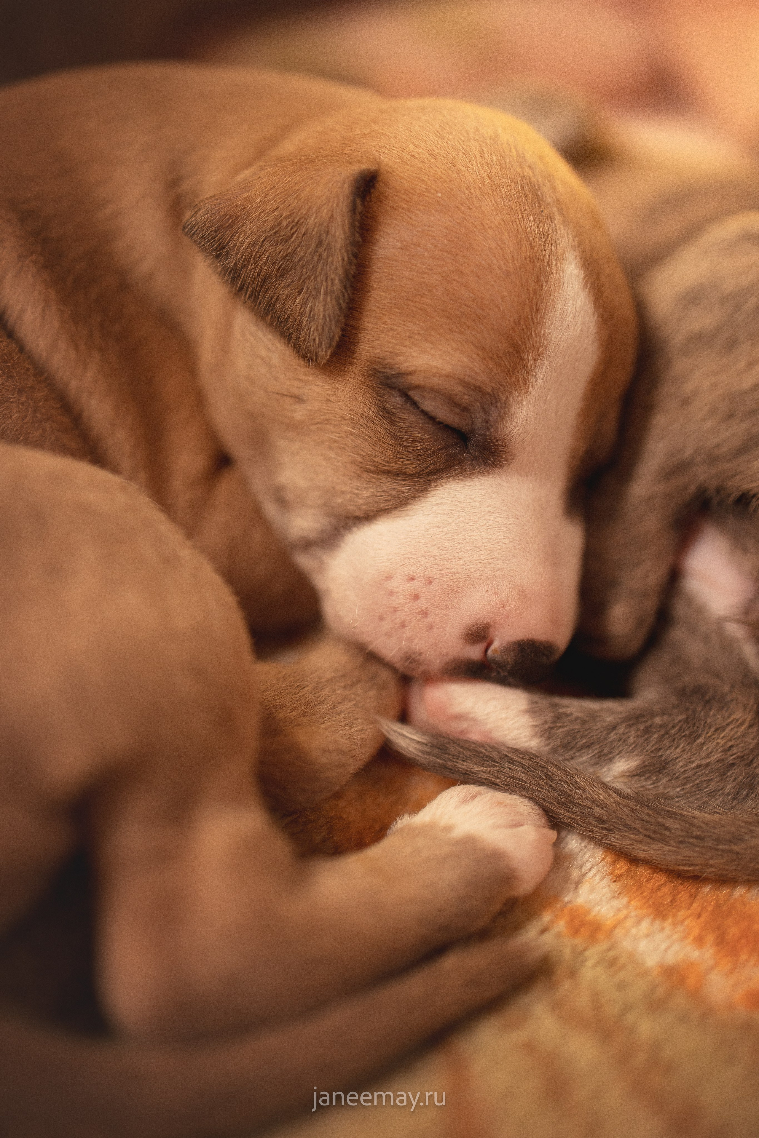 Малыши уиппеты Великбековых. Фотограф анималист в Москве Майорова Евгения