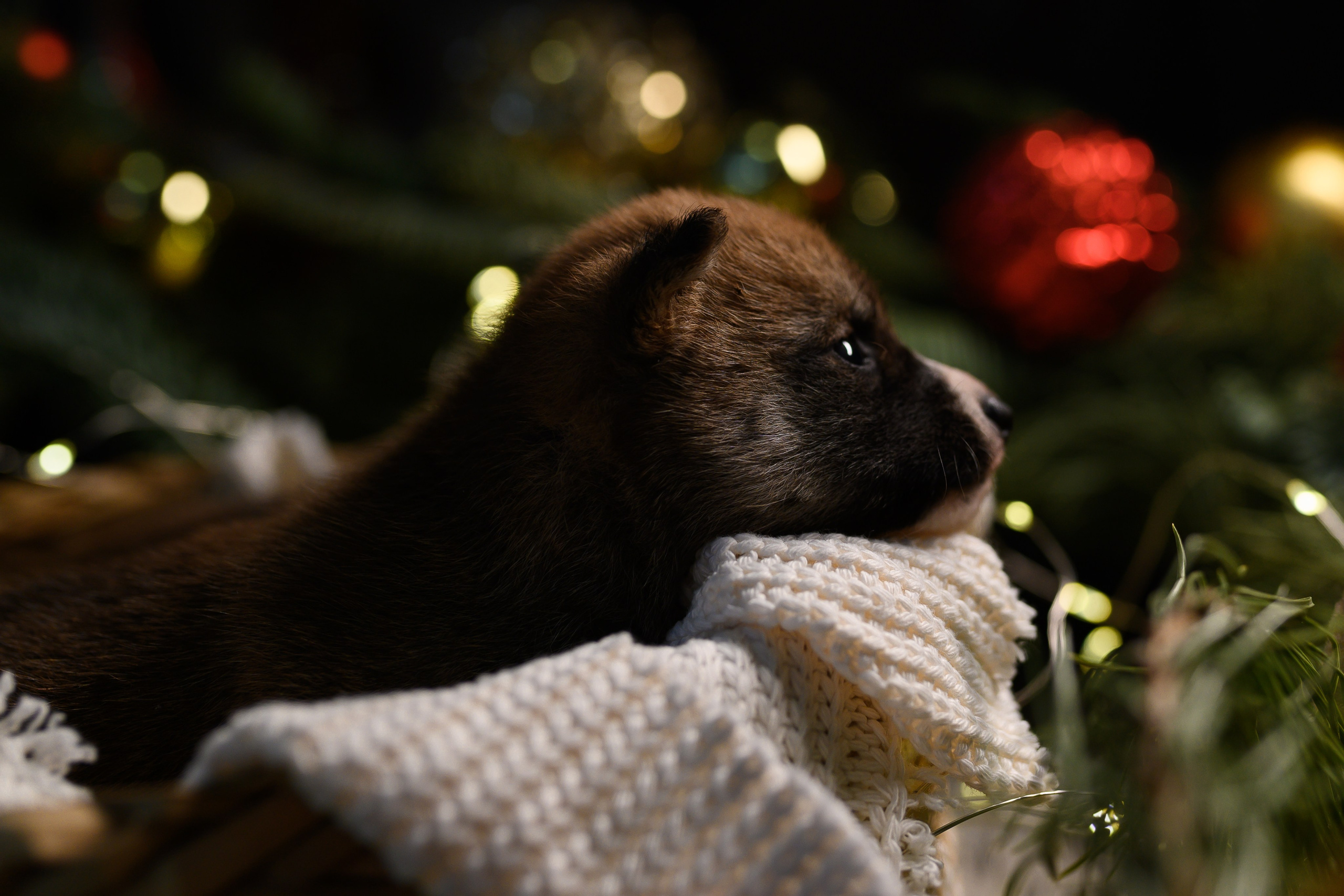 Мамесиба. Фотограф анималист в Москве Ольга Агушева