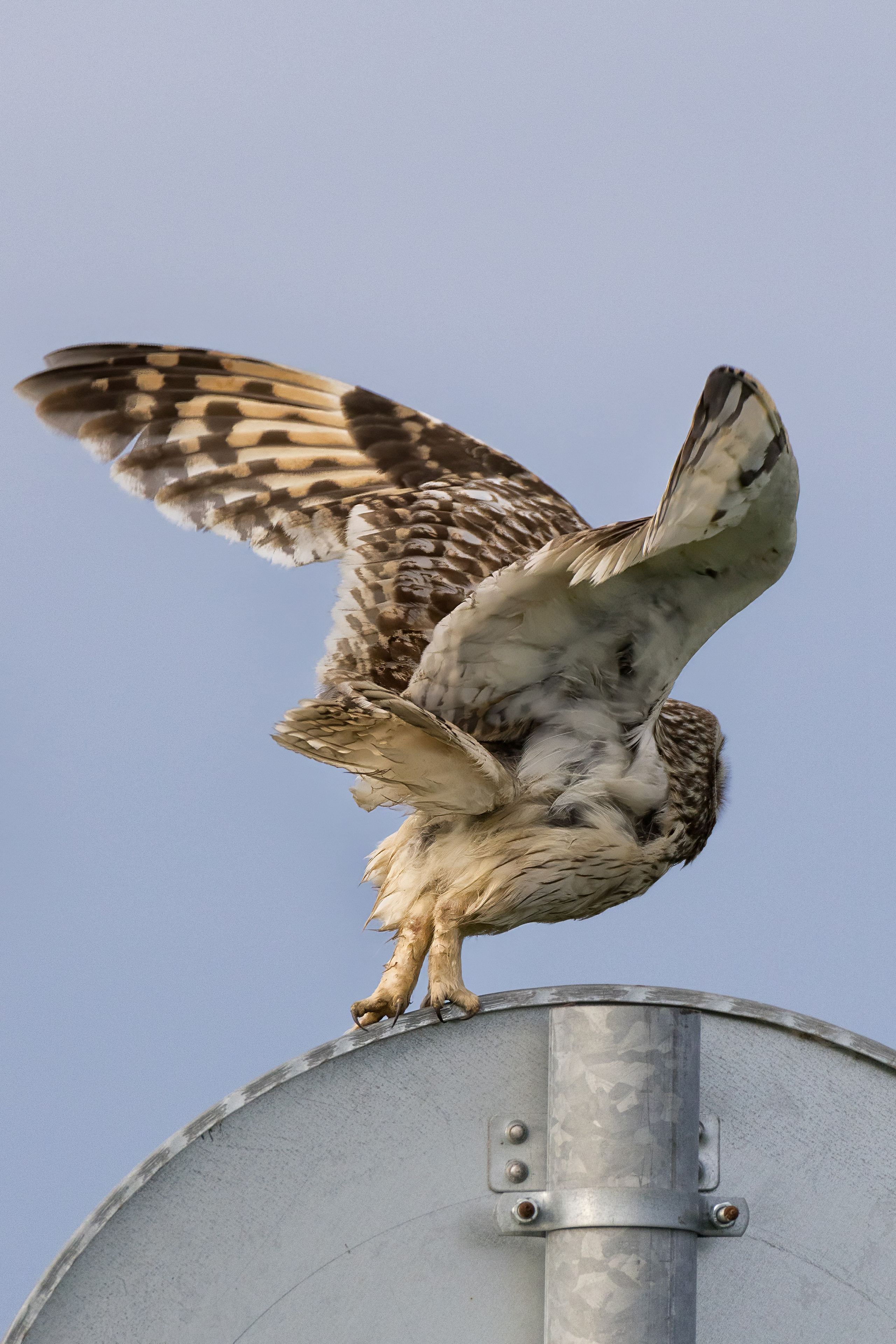 Болотная сова. Photomantis