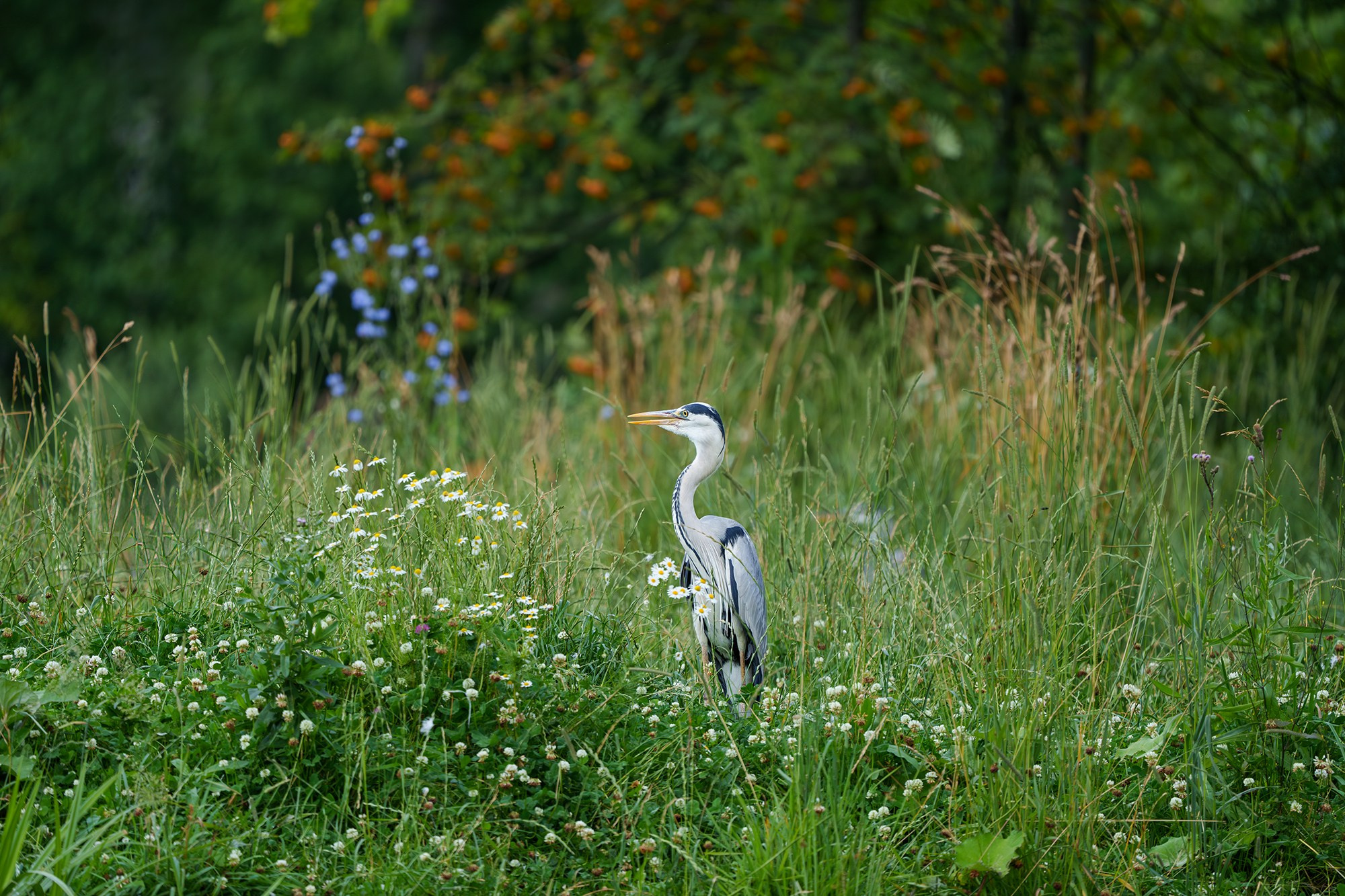 Удивительные мир птиц. Вокруг нас столько прекрасного — присмотритесь!. Ваш личный фотограф Марина Волкова