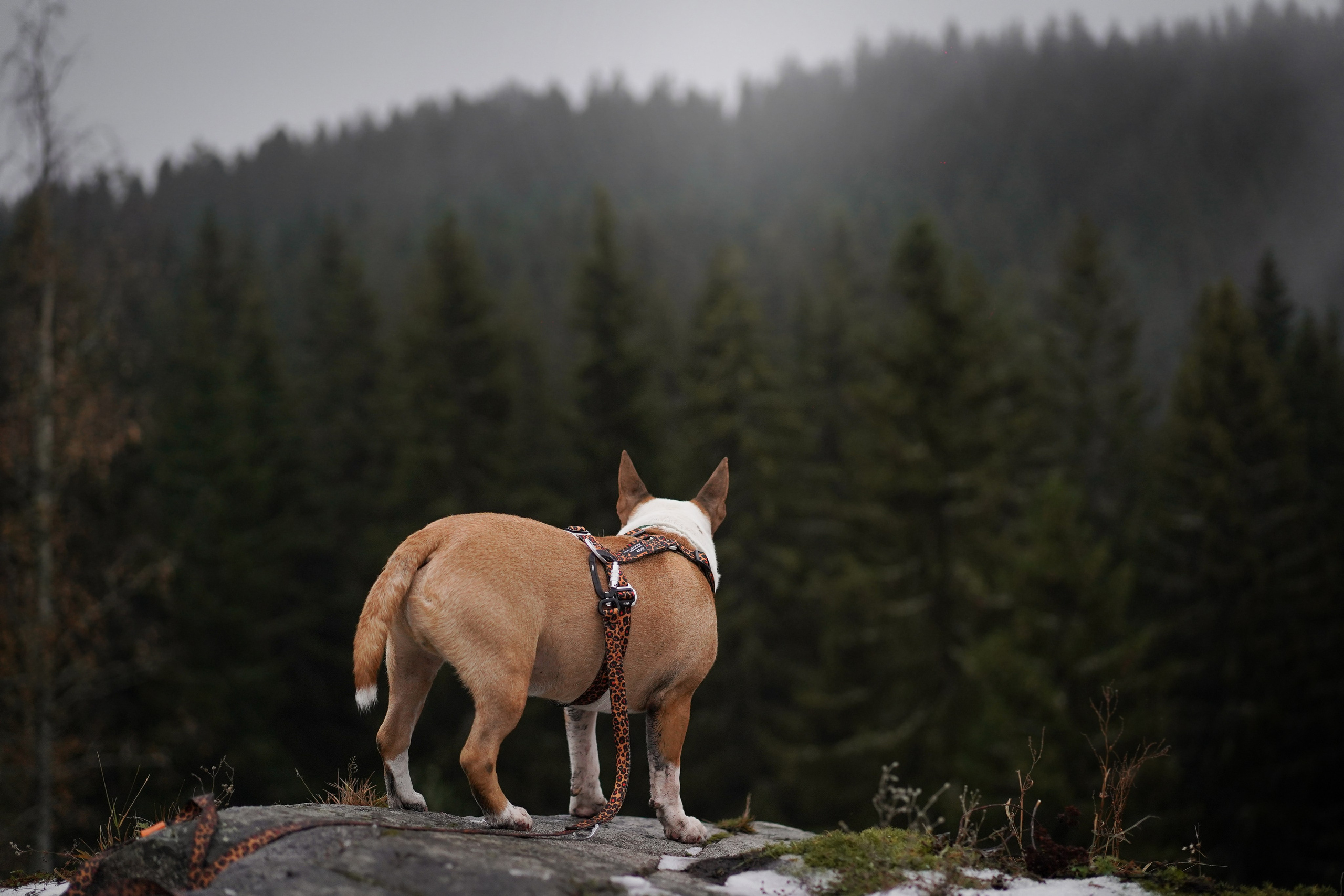 Юни на горе Паасо. Фотограф-анималист в Санкт-Петербурге Яна Мартынова