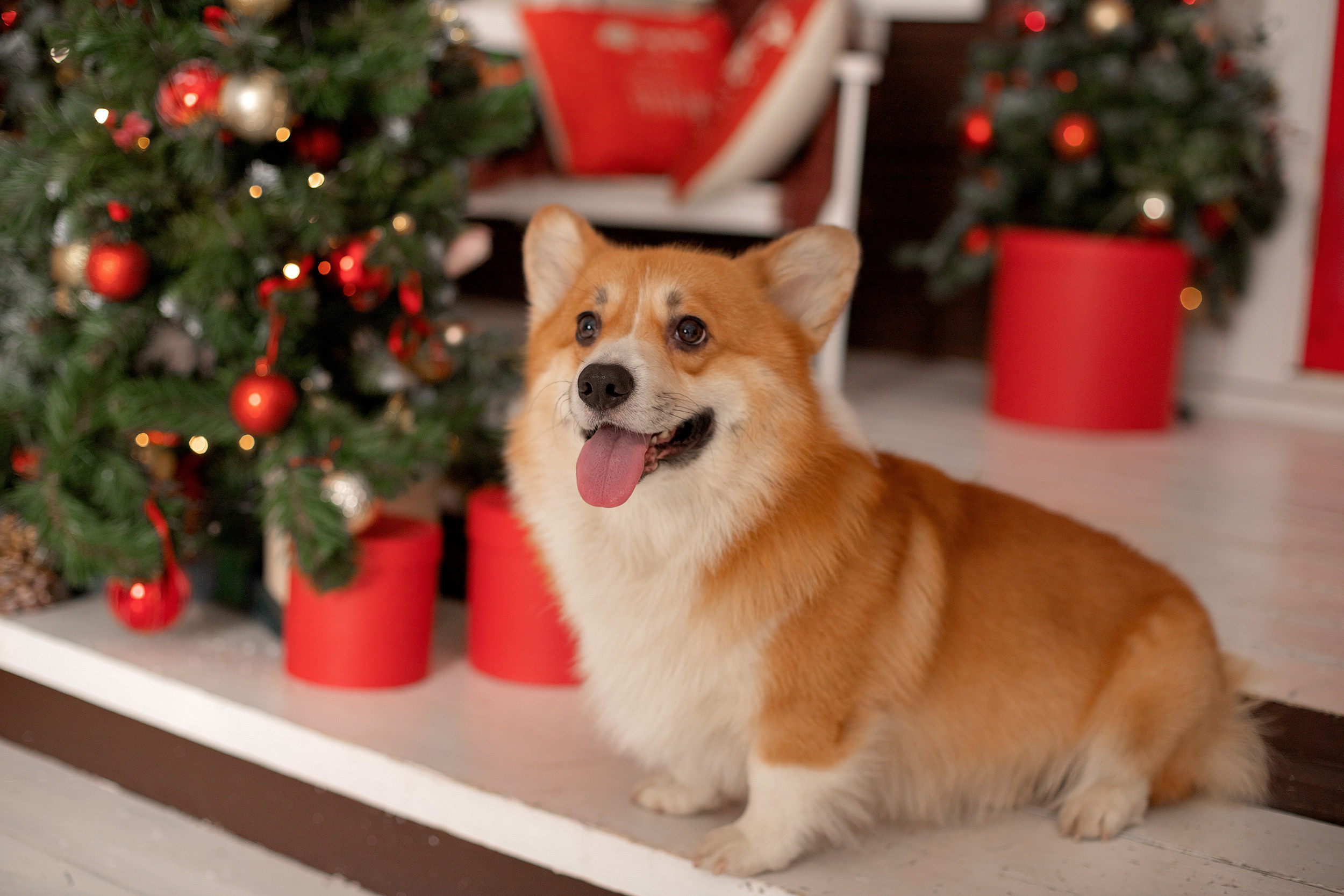 Юля, Дима, Машуля, Кирюша и Буфф. Семейный фотограф в Санкт-Петербурге Анастасия Нечаева