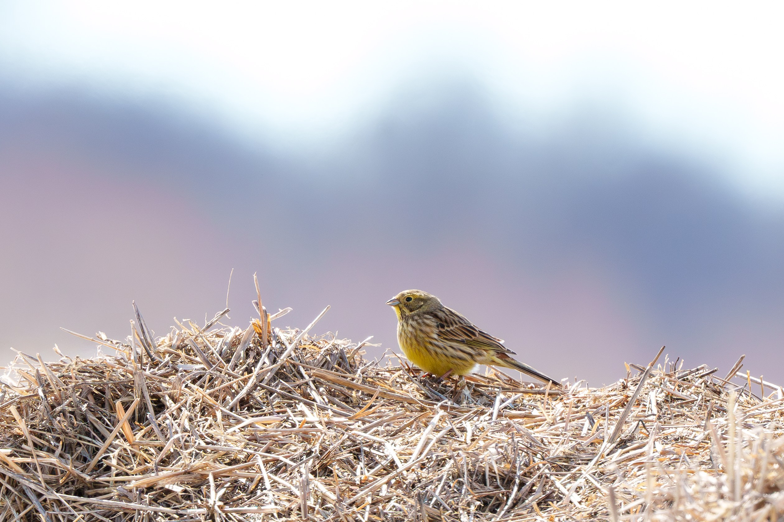 Удивительные мир птиц. Вокруг нас столько прекрасного — присмотритесь!. Ваш личный фотограф Марина Волкова