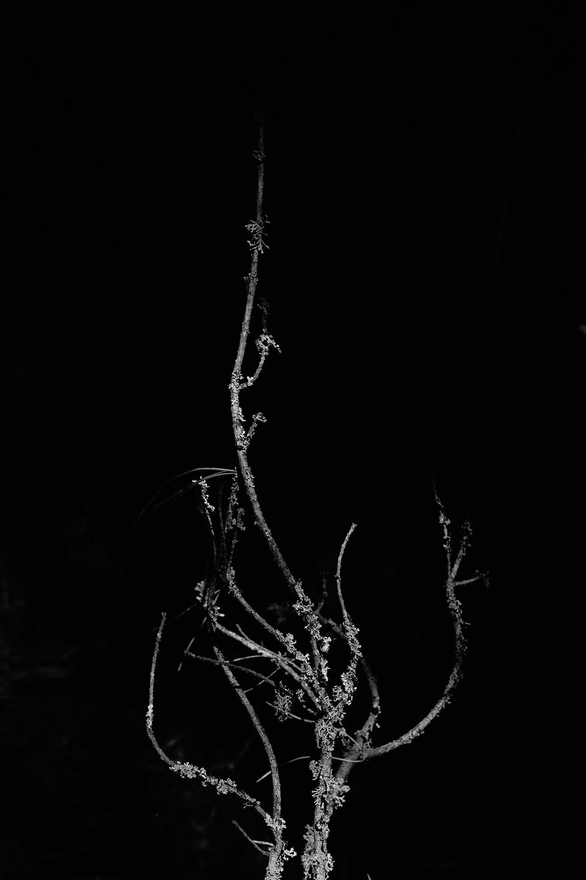 Формы Дерева 22г -…. Фотограф и оператор мероприятий, концертов и портретов в городе Москва