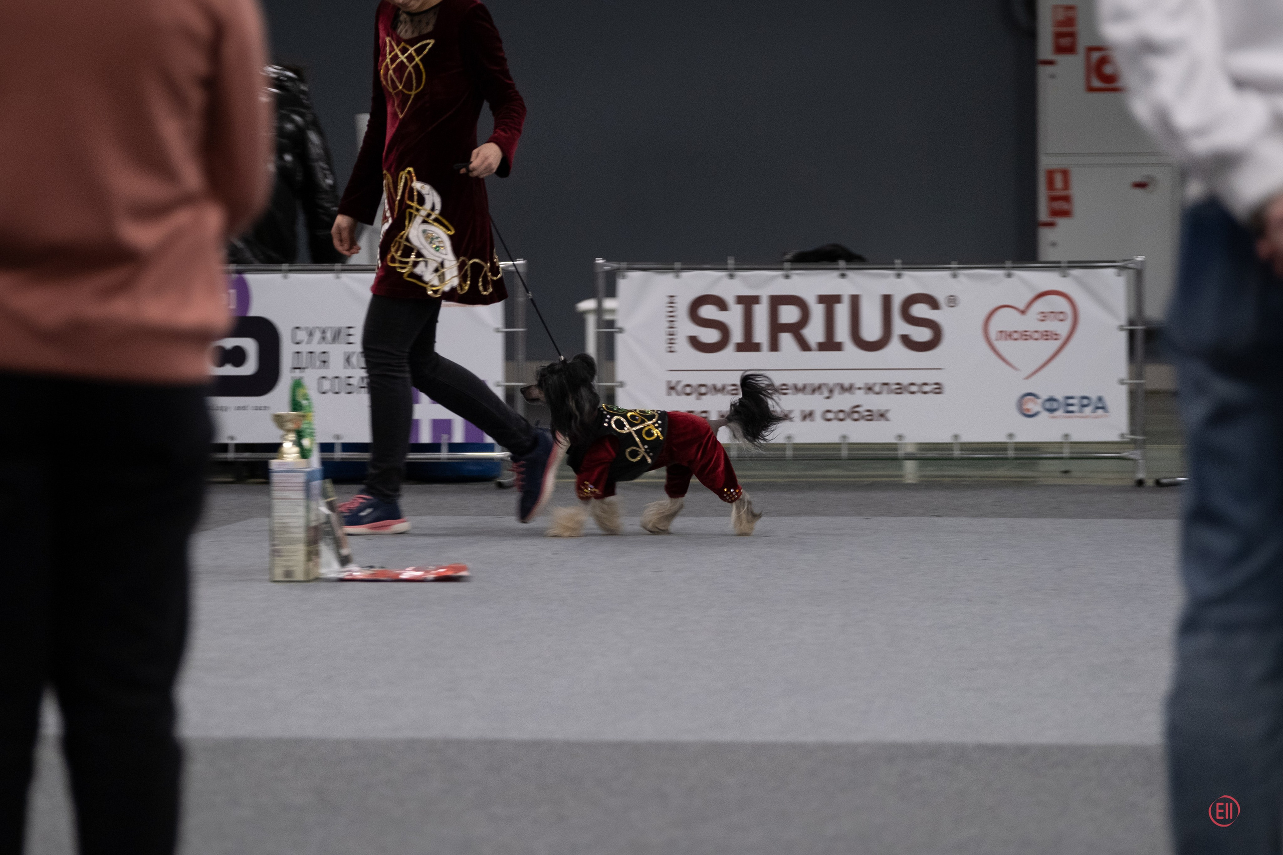 Праздник породы «Яркий мир китайских хохлатых собак». Питомник китайских хохлатых собак Poale Ell: купить щенка