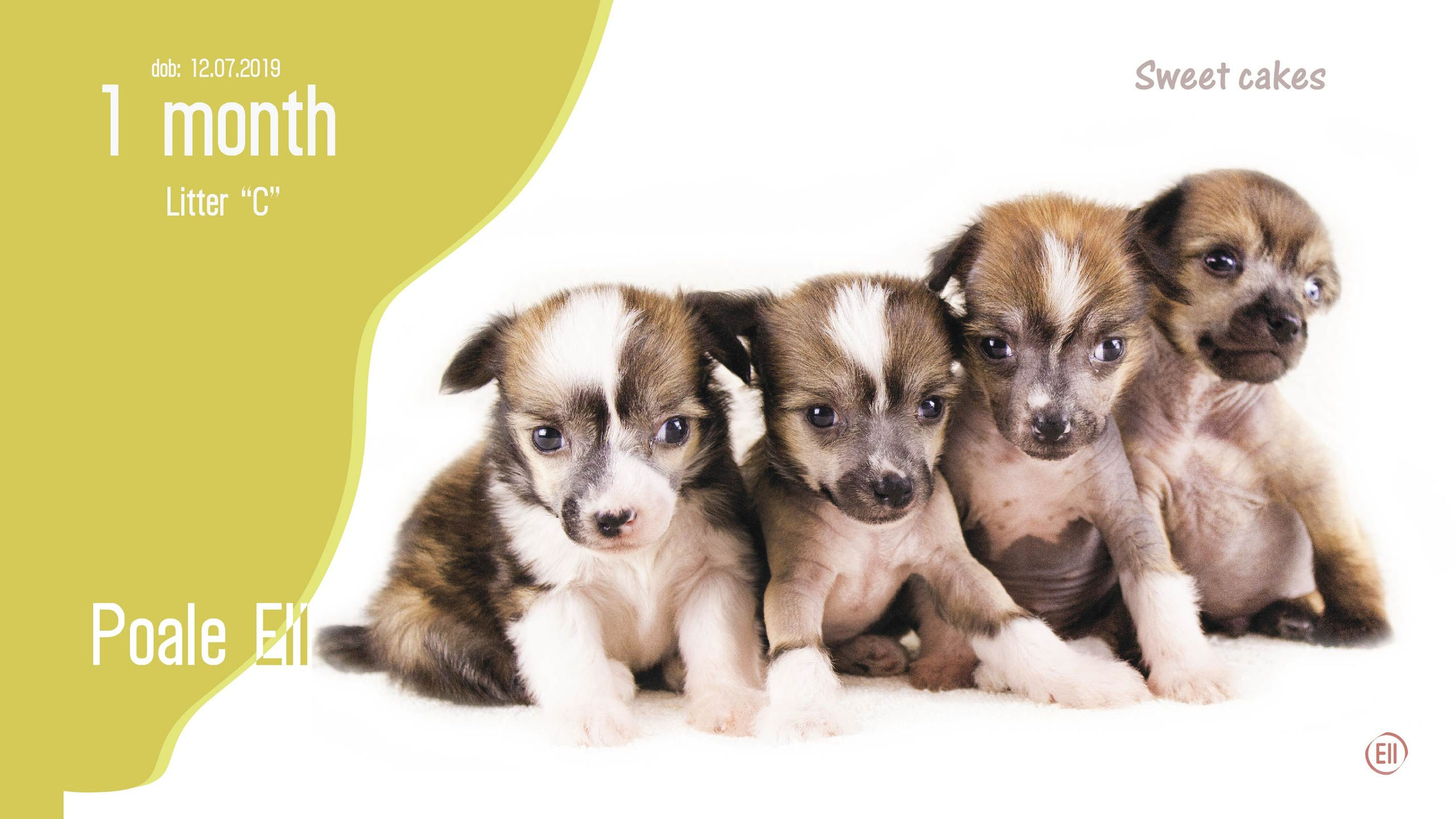 Litter C. Chinese Crested Dog Kennel Poale Ell