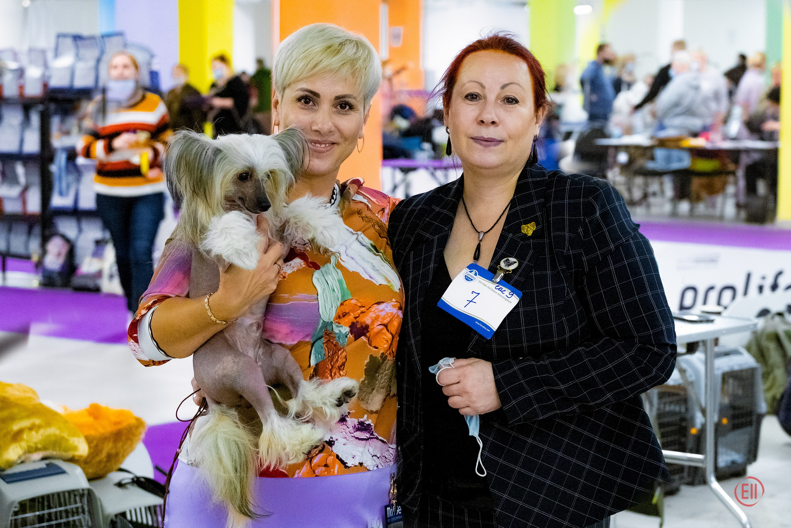 Честер — Юный Чемпион России. Питомник китайских хохлатых собак Poale Ell: купить щенка