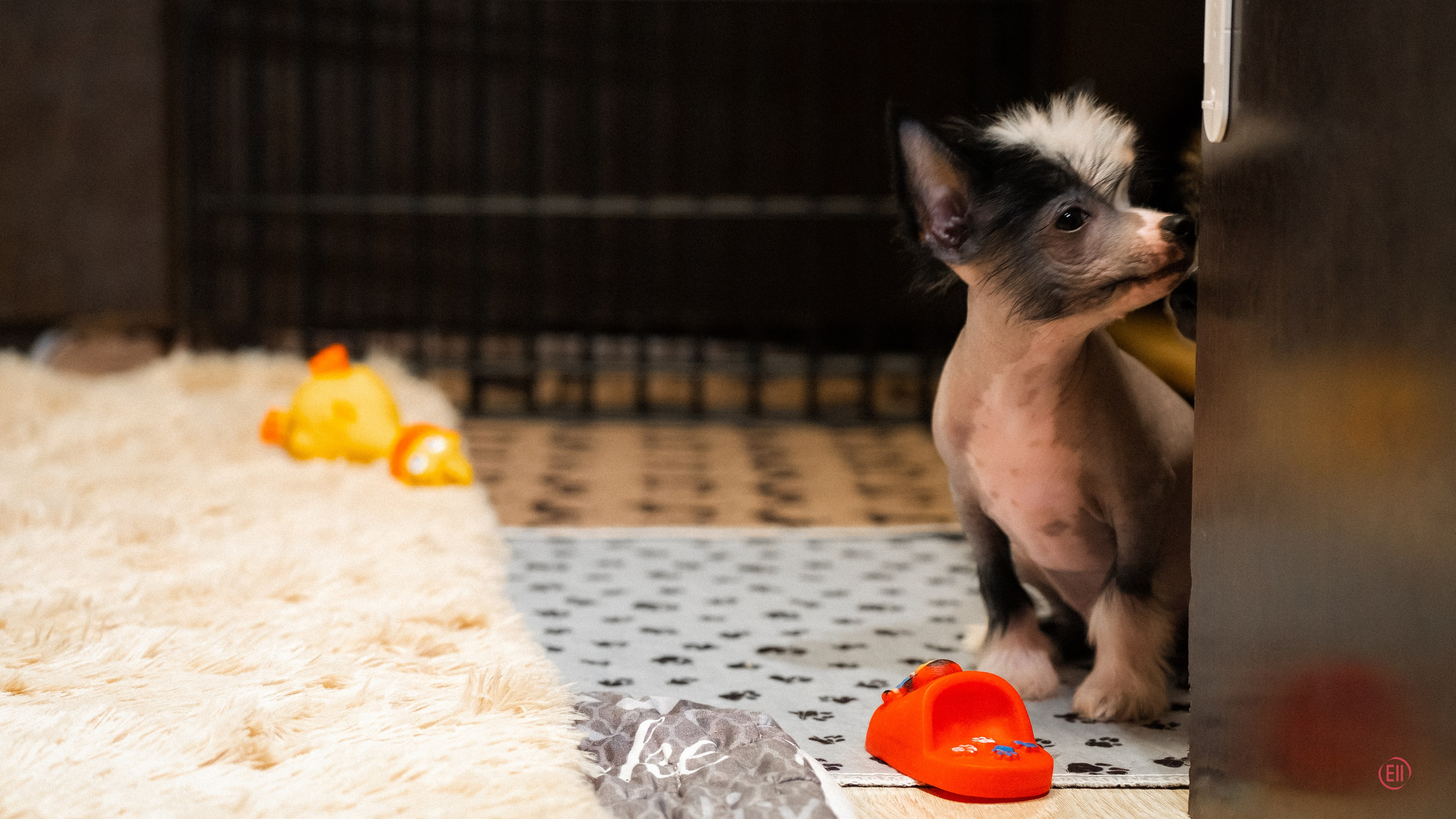 С наступающим 2026 Новым Годом!. Poale Ell Chinese Crested Dog Kennel: Buy a puppy from the kennel