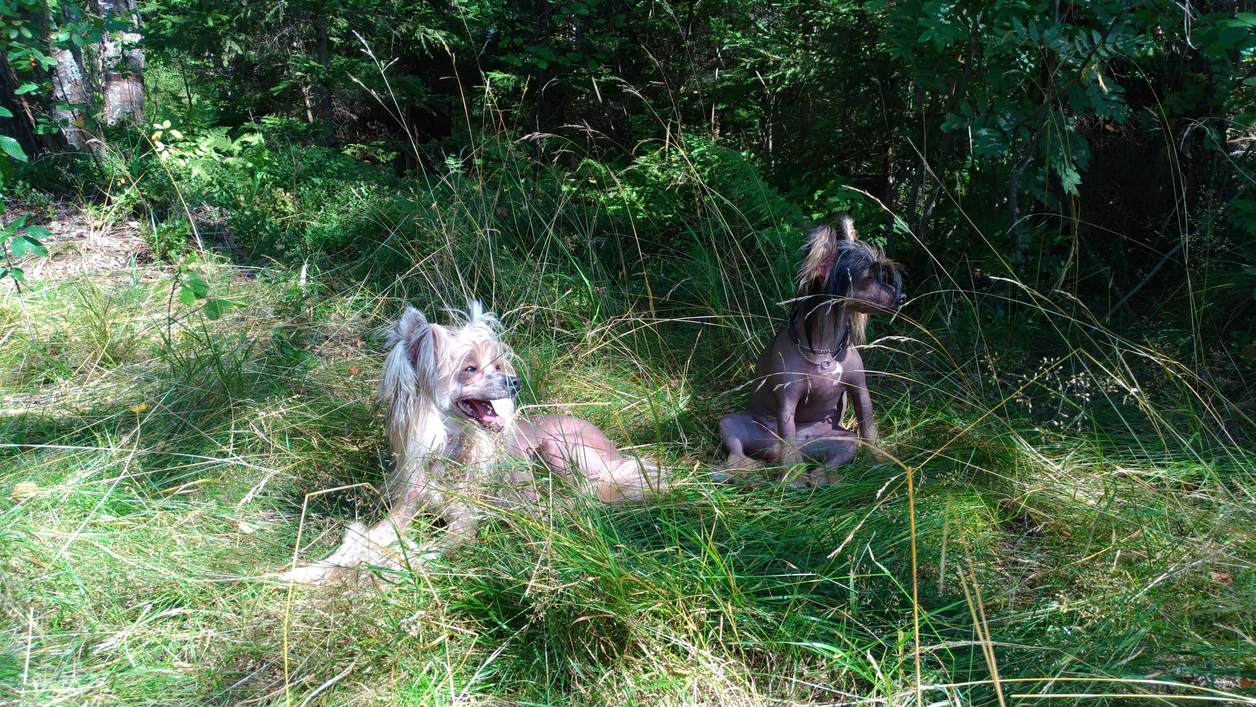 Hike to Konakovo. Poale Ell Chinese Crested Dog Kennel: Buy a puppy from the kennel