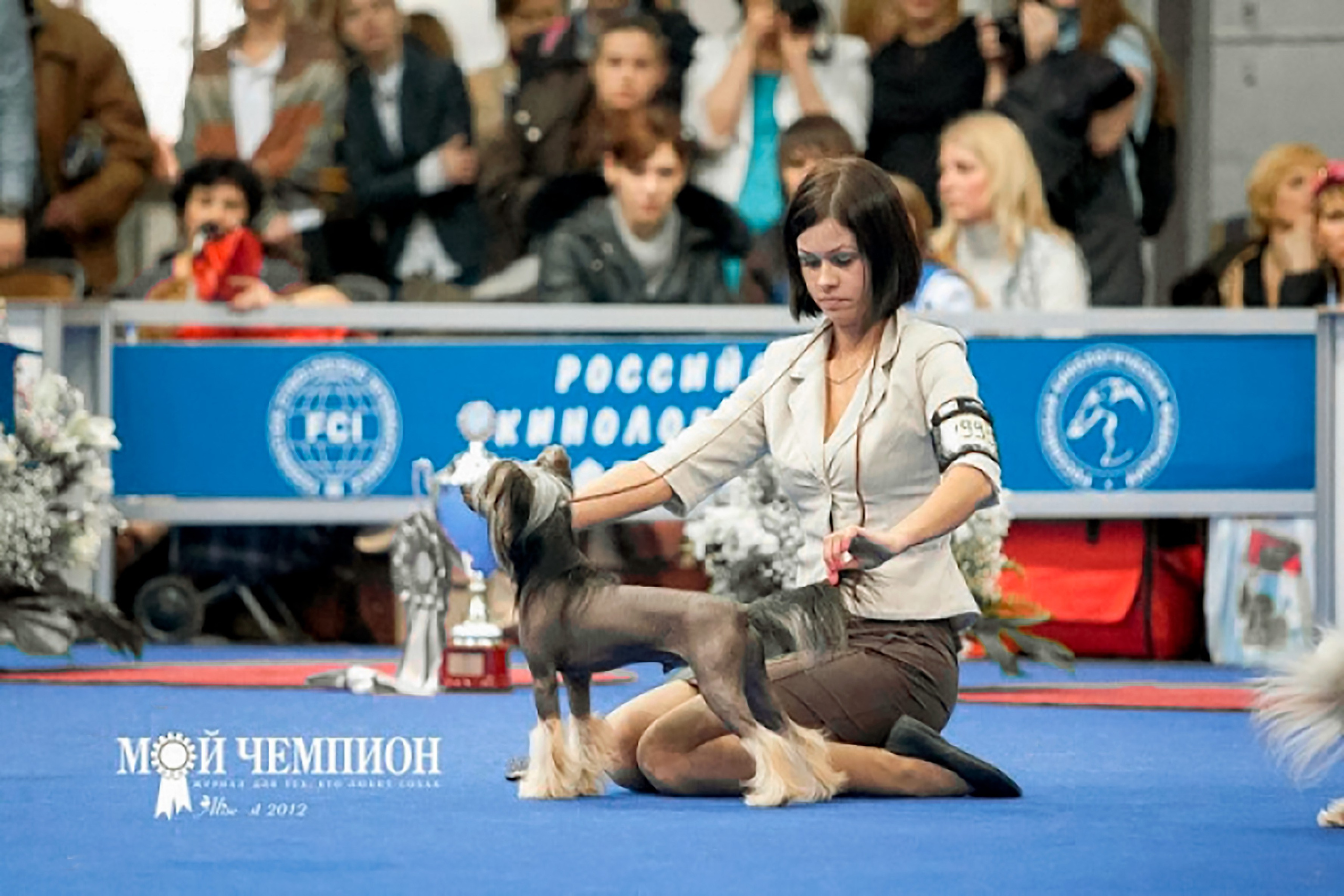 Нерону (Zlato Dinastii Neron) — 14 лет. Поздравляем тебя, наш знаменитый папа!. Питомник китайских хохлатых собак Poale Ell: купить щенка