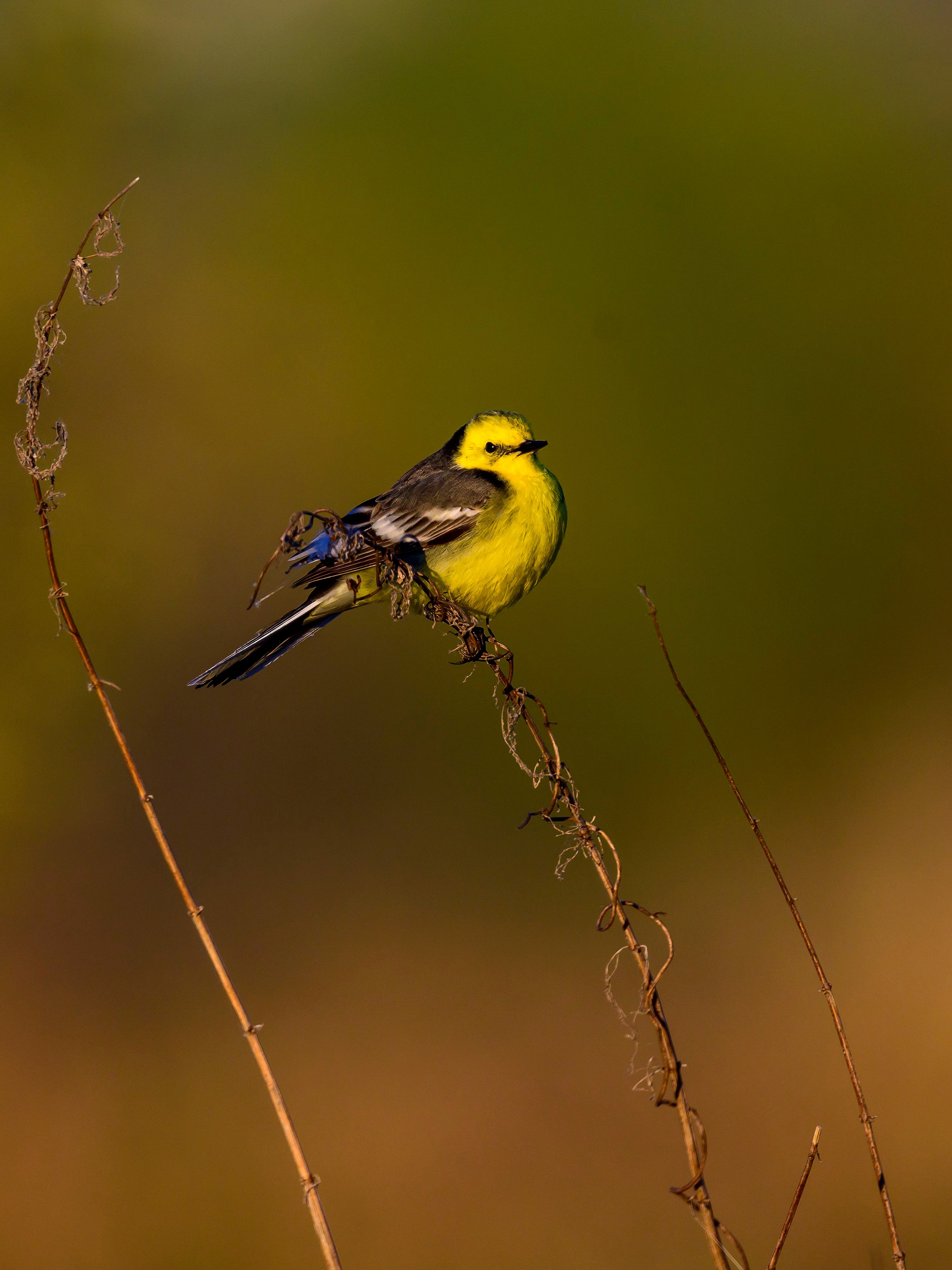 Варакушка. Фотограф Сергей Пупонин