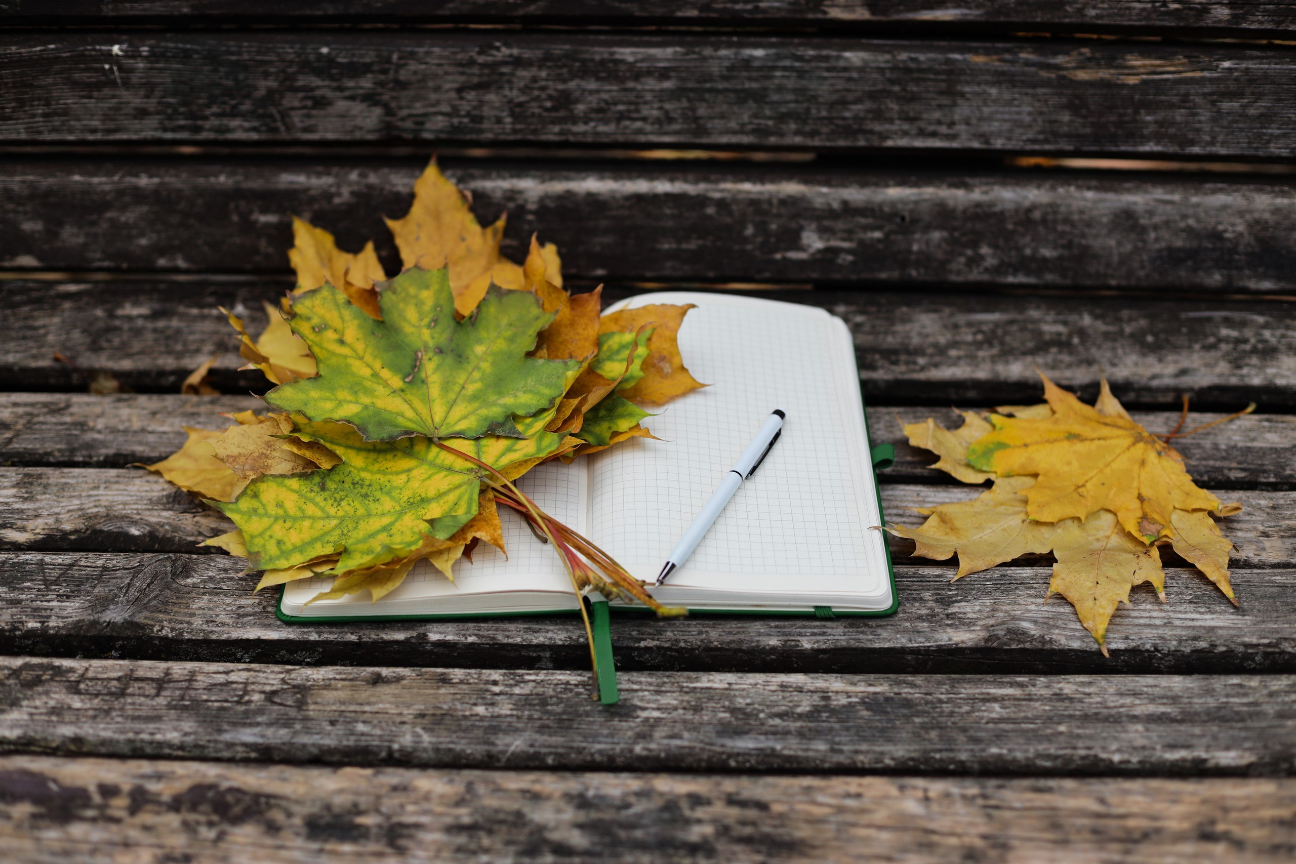 Фотосессия в парке. Женский, детский, семейный фотограф в Краснодаре Юлия Избенко