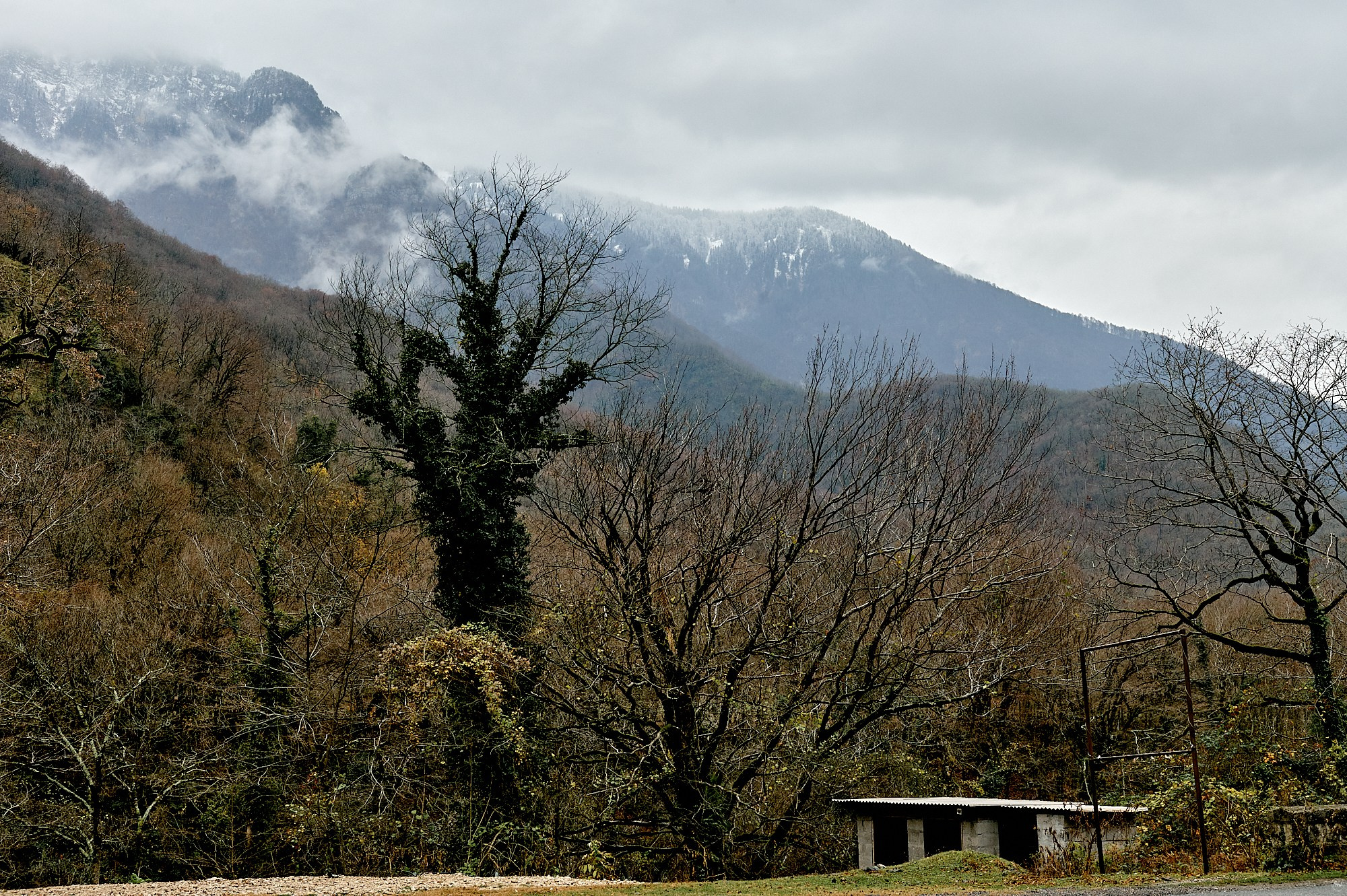 Озеро Рица, Абхазия. Декабрь 2024. Фотографии отовсюду и обо всем