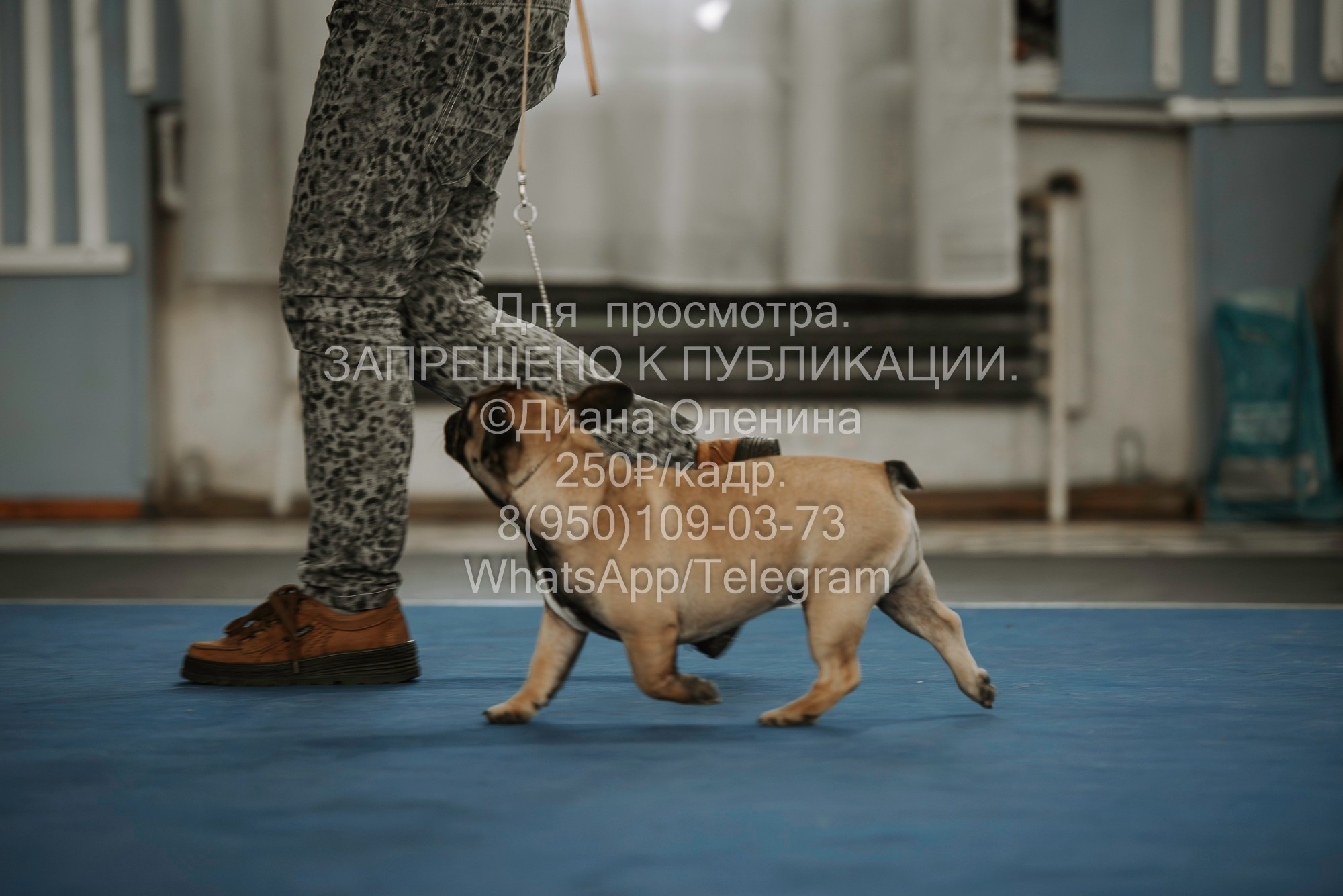 Выставка собак Красноярск 29.10.2023. Фотограф Диана Оленина Красноярск / Братск