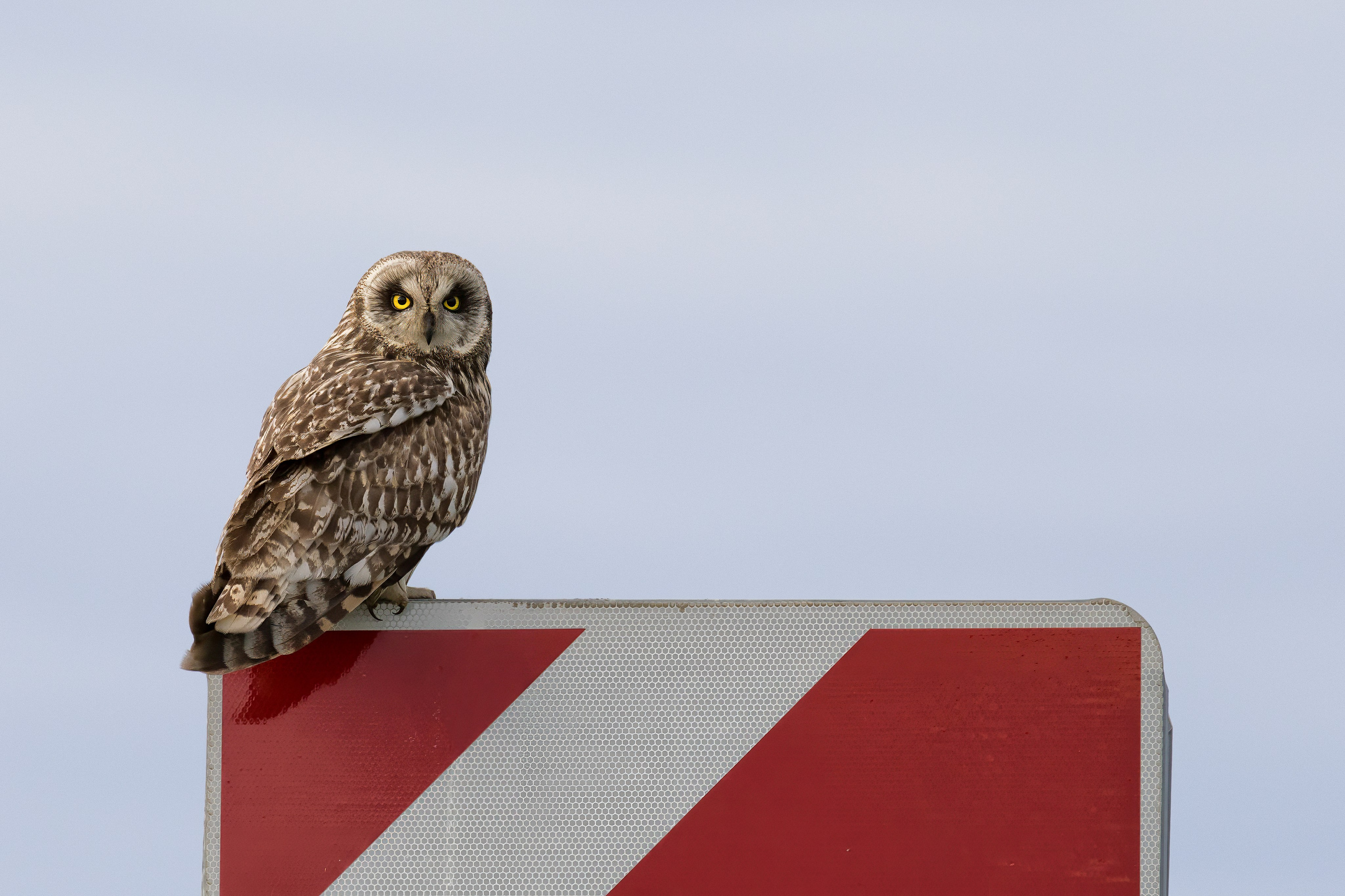 Болотная сова. Photomantis