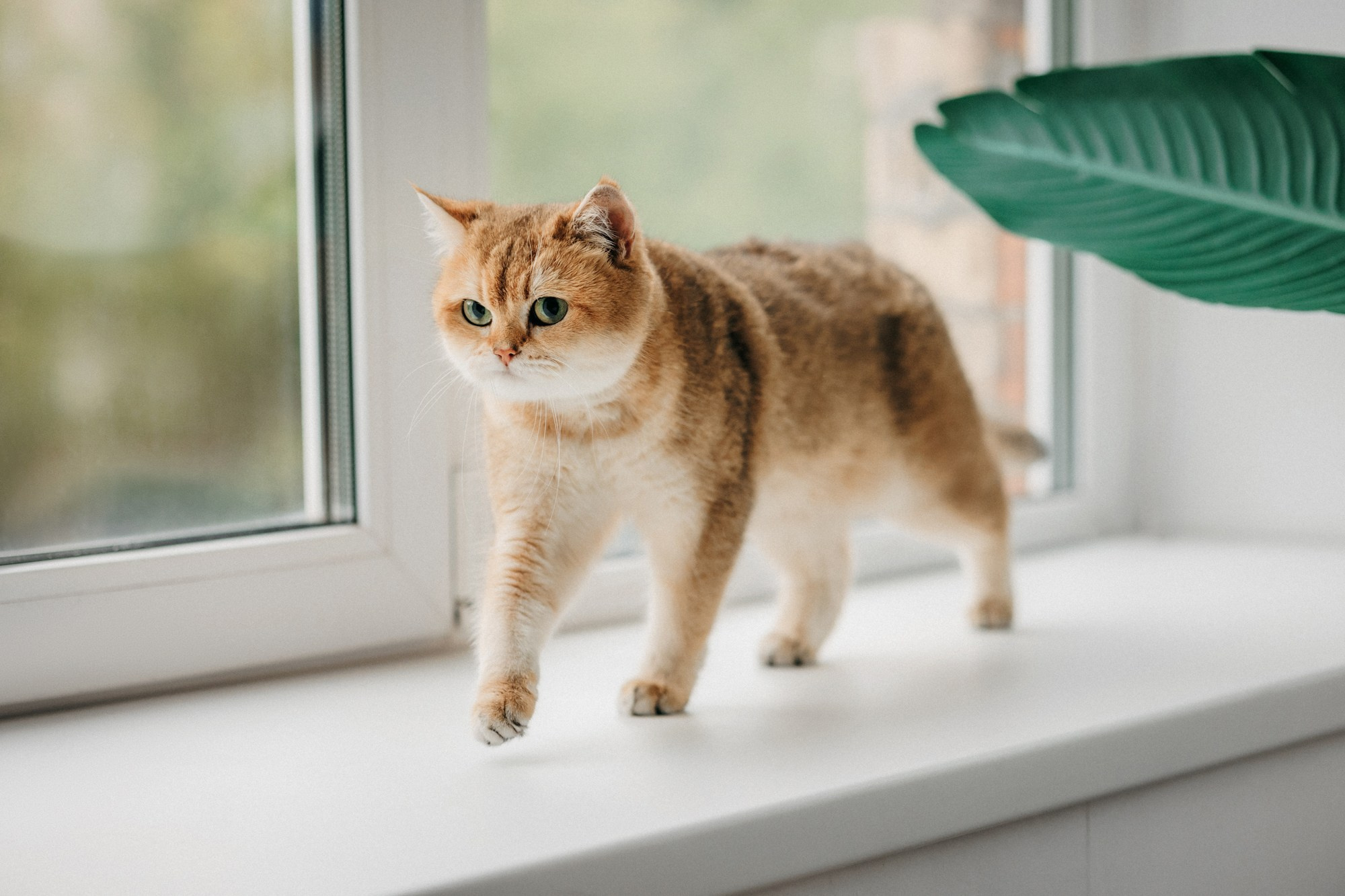 Корма Alpha Pet. Фотограф-анималист Елена Радченко, Москва