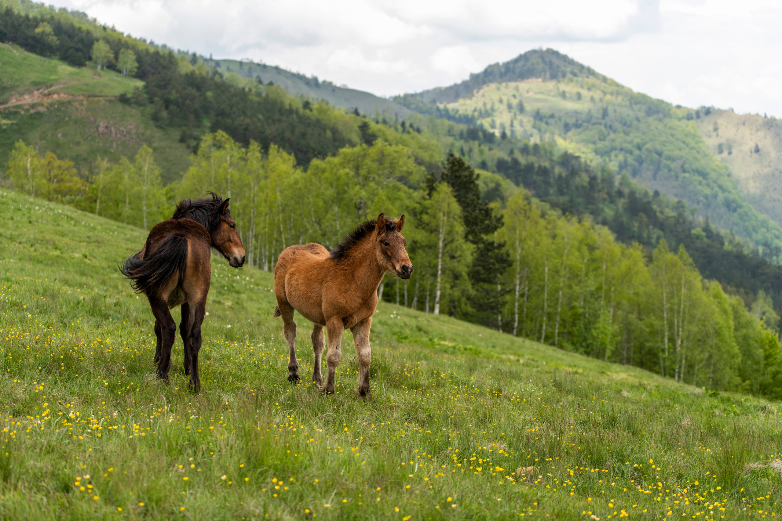 Столови. Сербия. Фотограф в Москве. Шахабудин