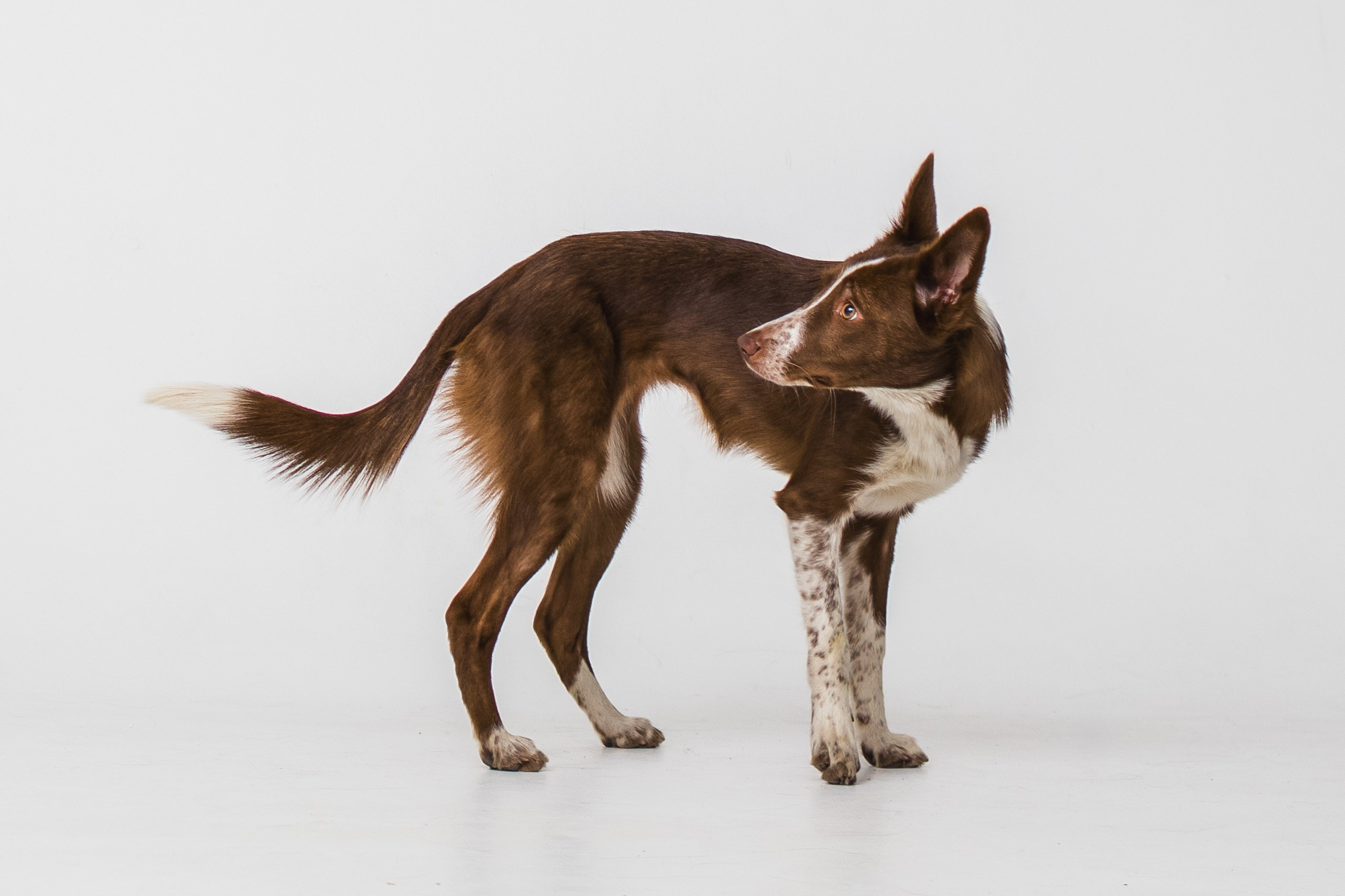 Воркшоп по импульсному свету