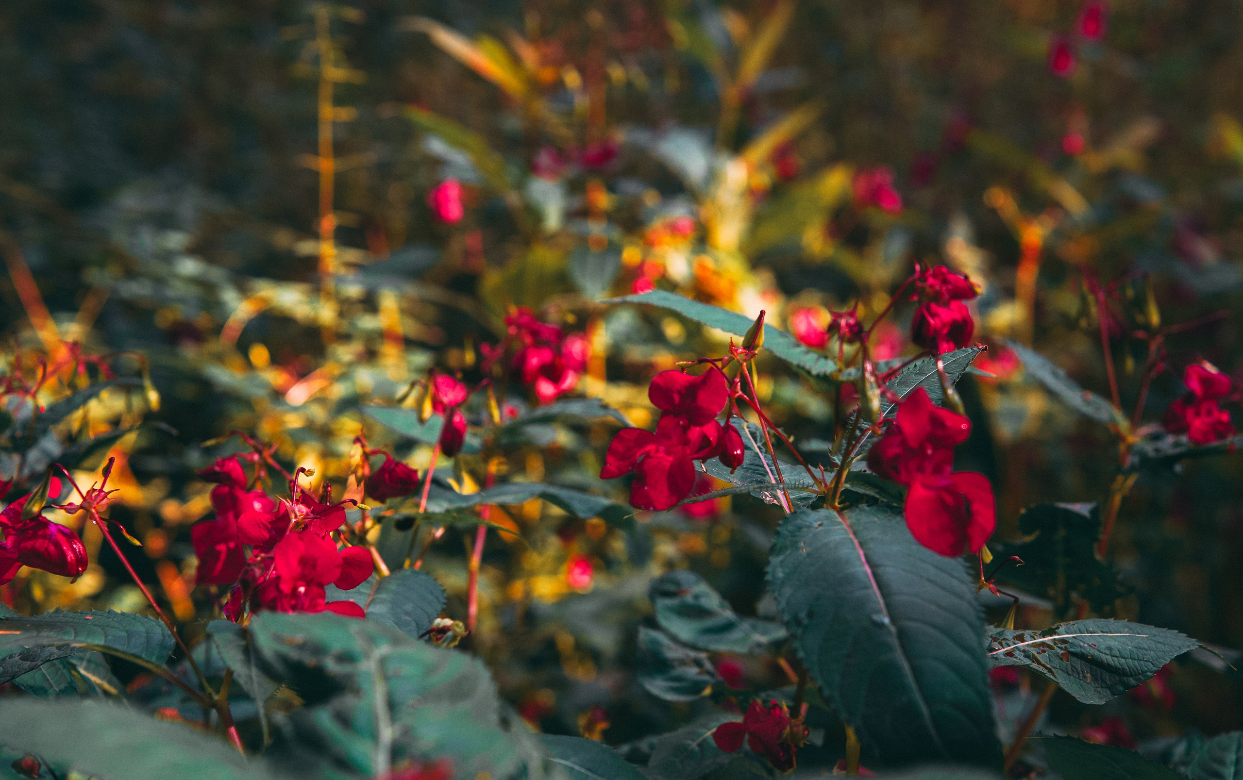 Осень 2025. Фотограф из Москвы — DASHA NOVA | Авторская фотография в разных жанрах