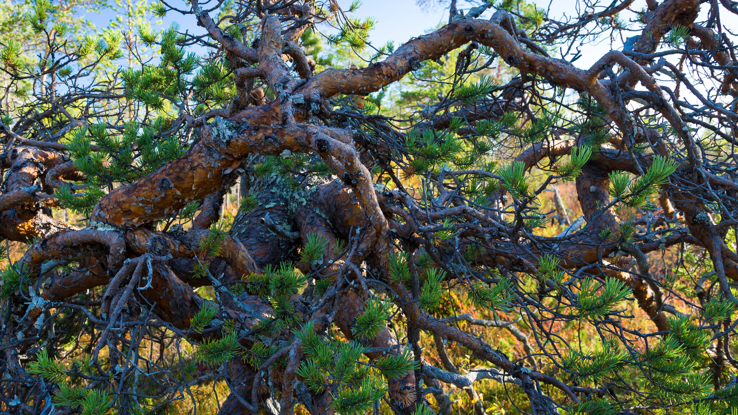 Мир растений. Пейзажи Крайнего Севера. Баренцево море, Рыбачий, Средний, Немецкий