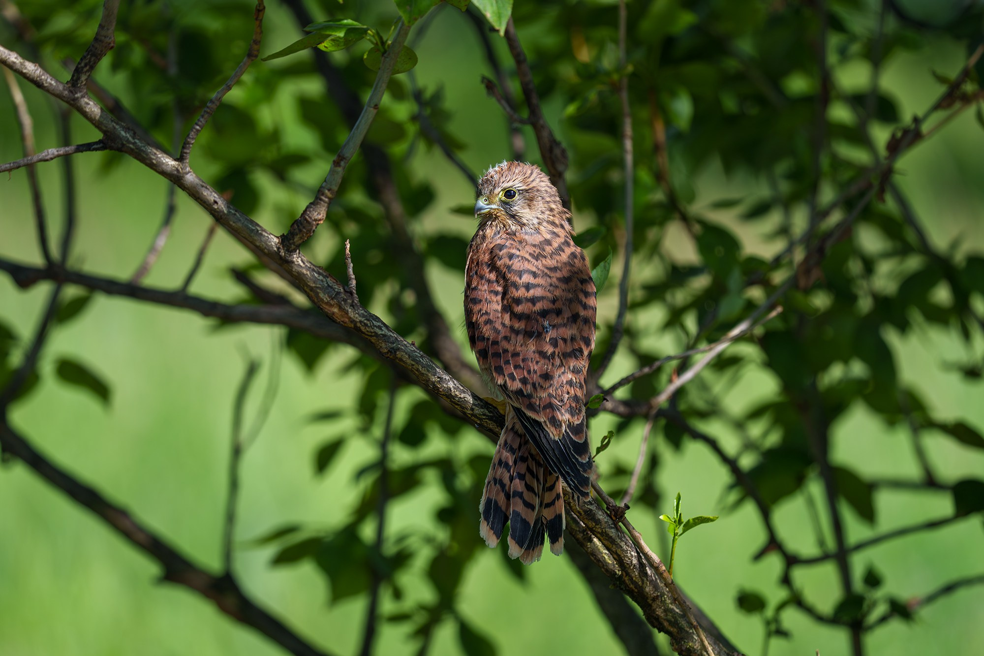 Удивительные мир птиц. Вокруг нас столько прекрасного — присмотритесь!. Ваш личный фотограф Марина Волкова
