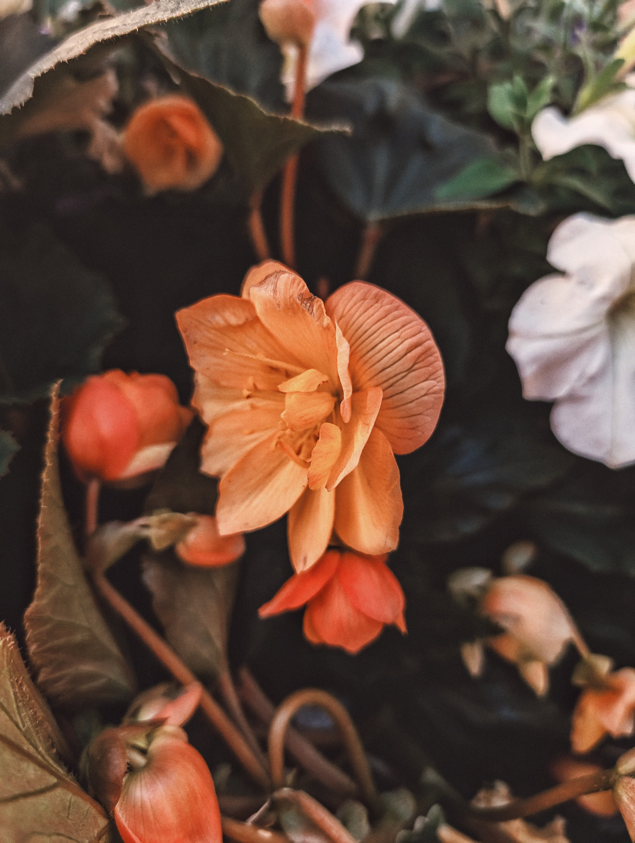 Вдохновение. Ph___tina