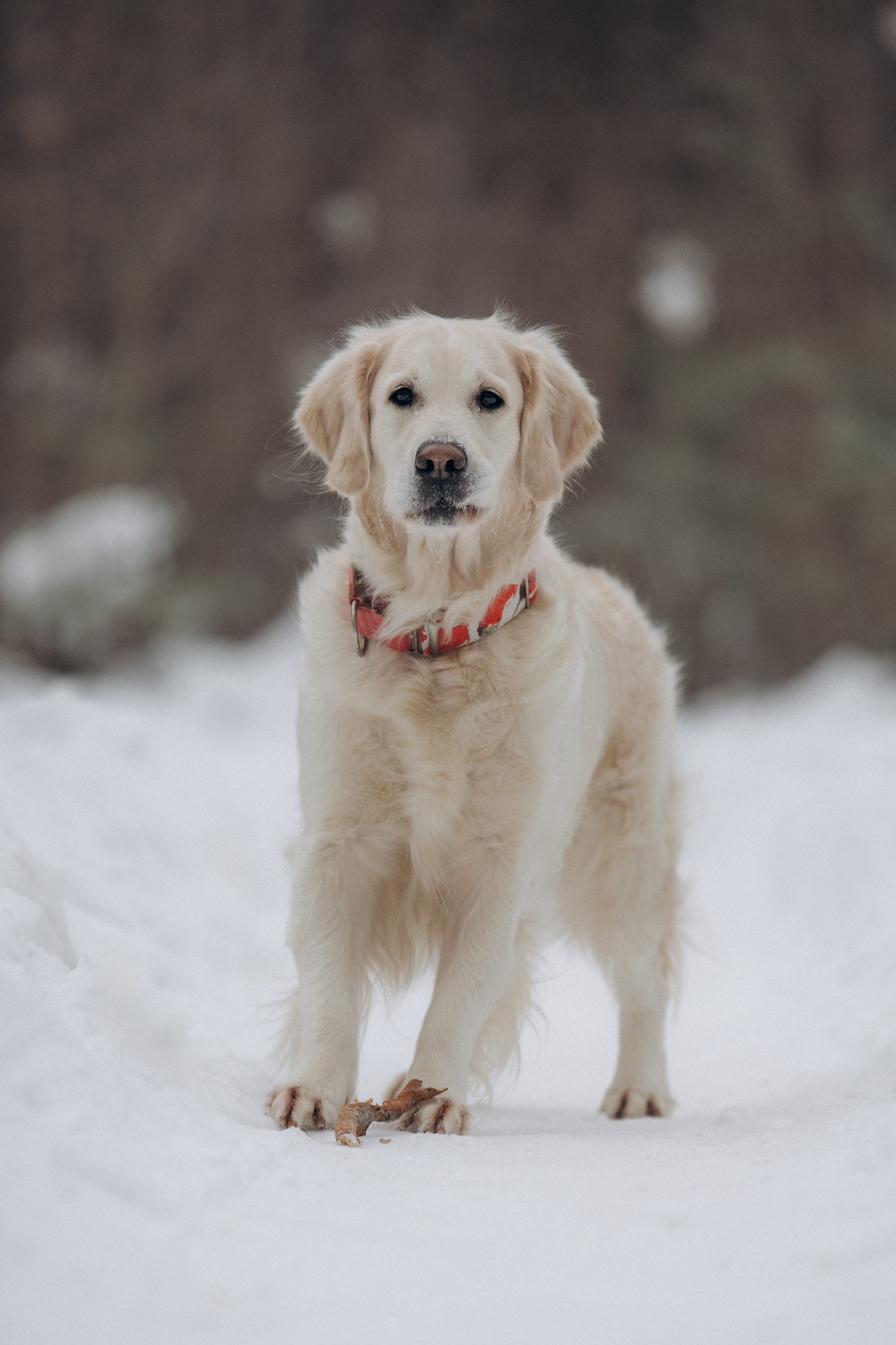 Зима. Лес. Татьяна и Делла. Фотограф анималист в Казани Алина Сулейманова. Фотограф животных