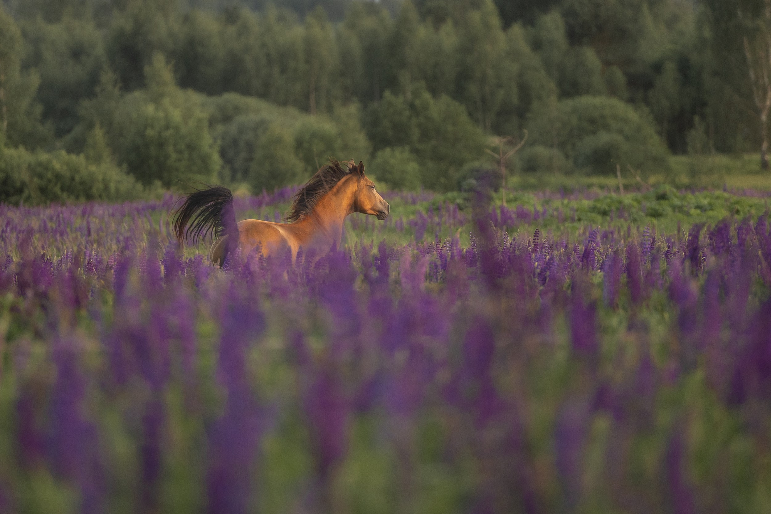 Лошади. Фотограф-анималист Юлия Удовенко