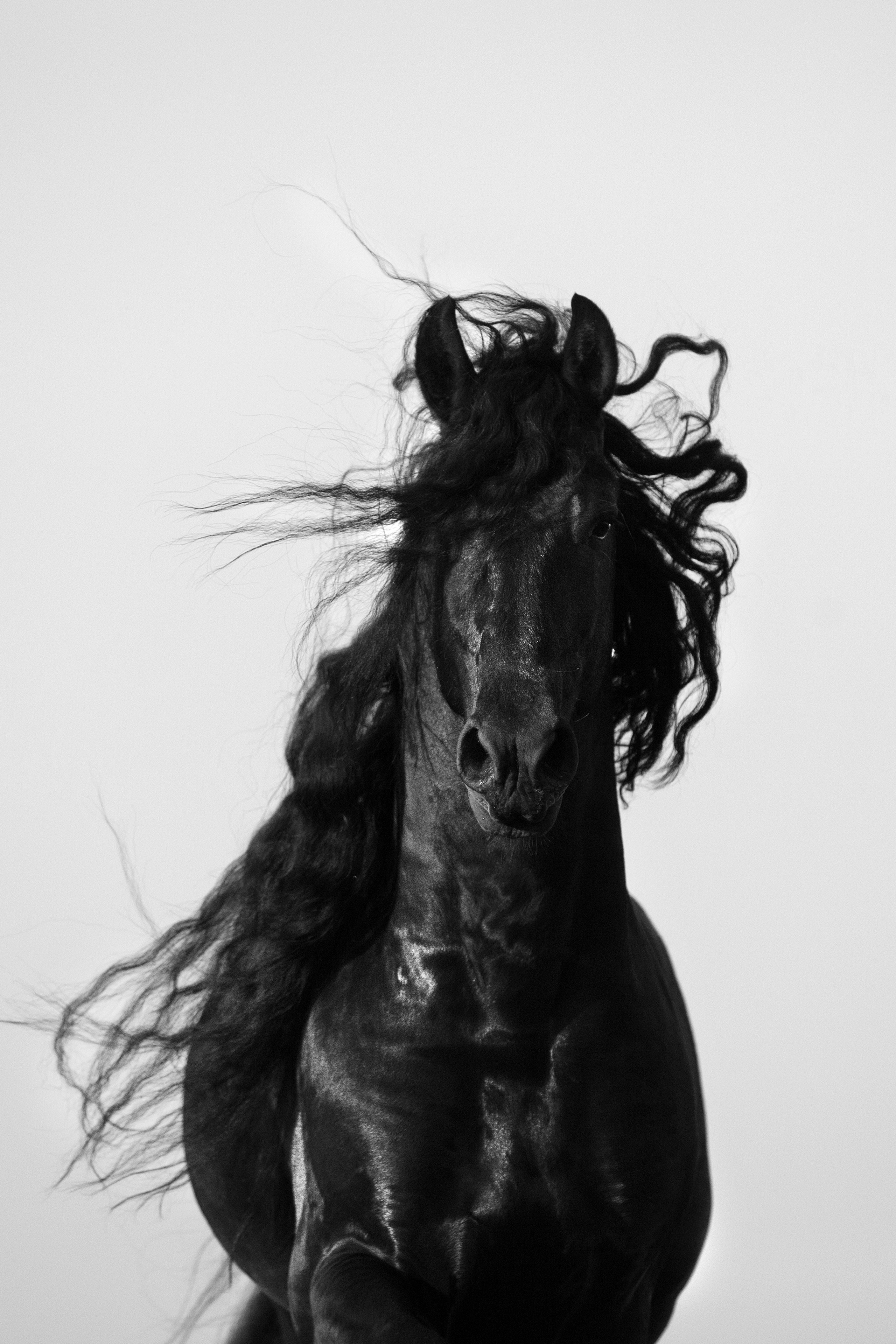 Лошади. Фотограф-анималист Юлия Удовенко