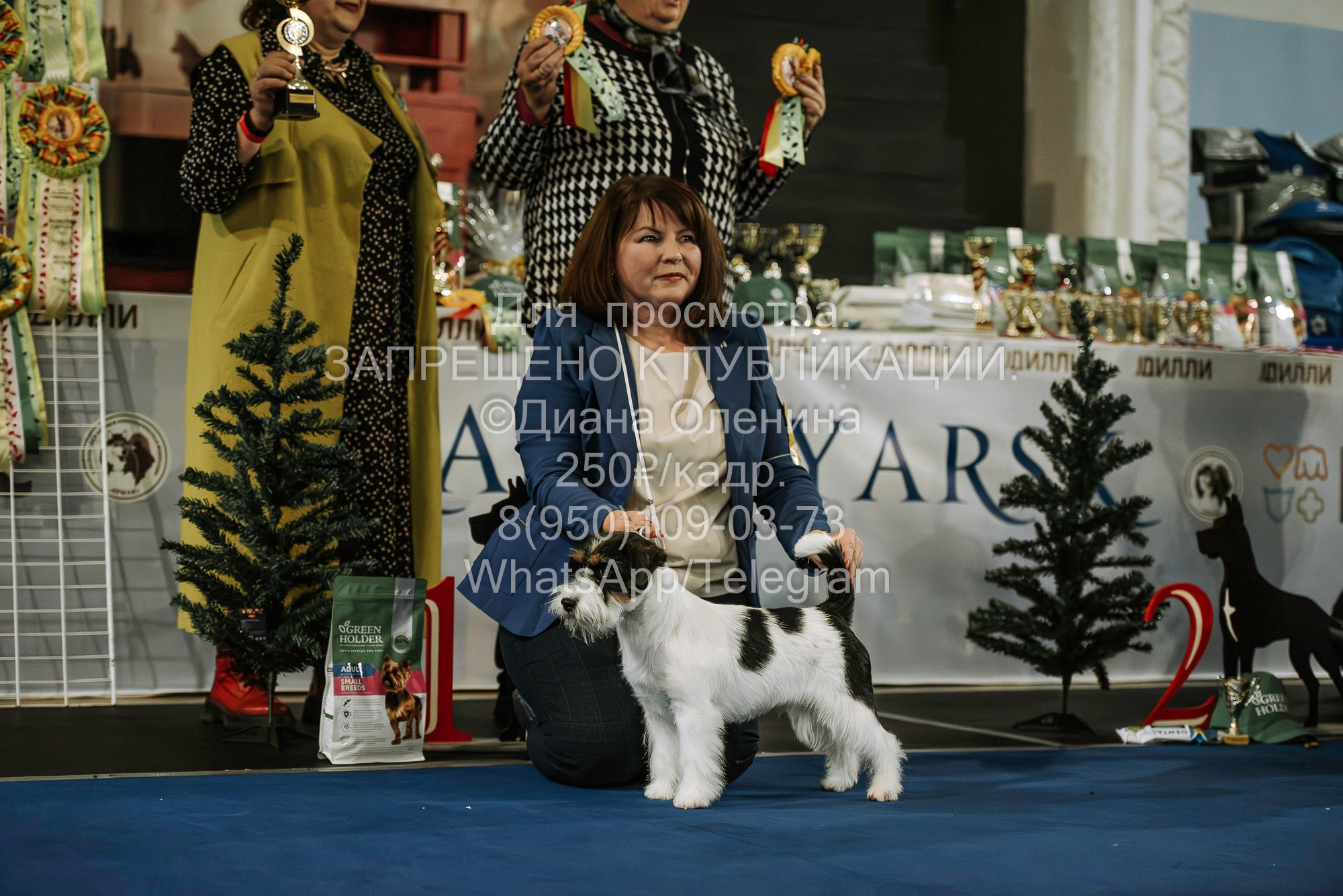 Выставка собак Красноярск 29.10.2023. Фотограф Диана Оленина Красноярск / Братск