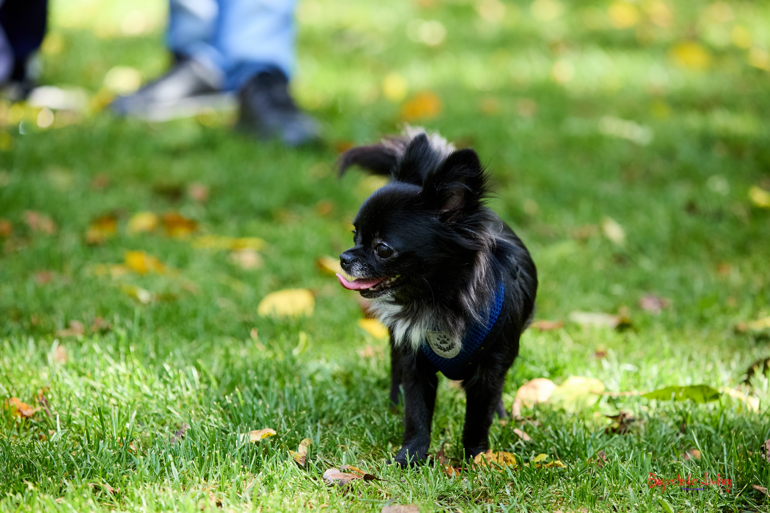 Фотопрогулка с кавалерами. Buyvolenko Andrey