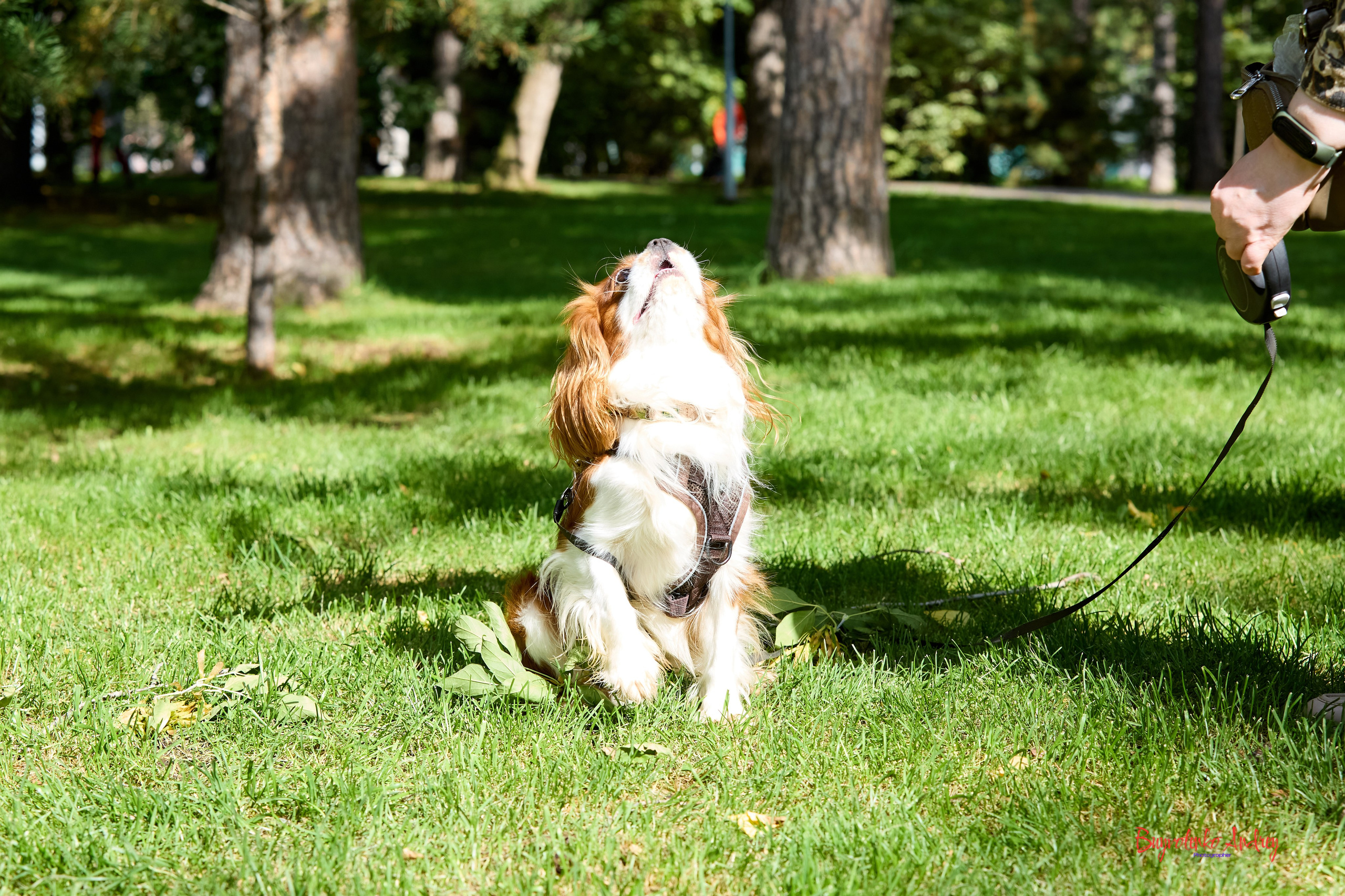 Фотопрогулка с кавалерами. Buyvolenko Andrey