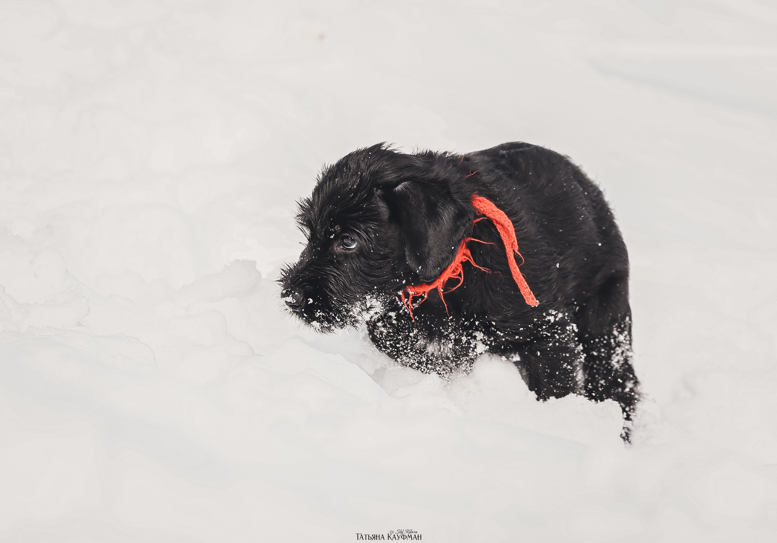 Ризеншнауцер, щенки ризеншнауцера, купить ризеншнауцера, купить щенка, ризеншнауцер Новосибирск, фотосъемка щенков, фотосессия собак, заказать фотосессию, фотографии щенков, сфотографировать щенка, фотограф Анималист, фотограф собак Новосибирск, фотограф анималист Новосибирск