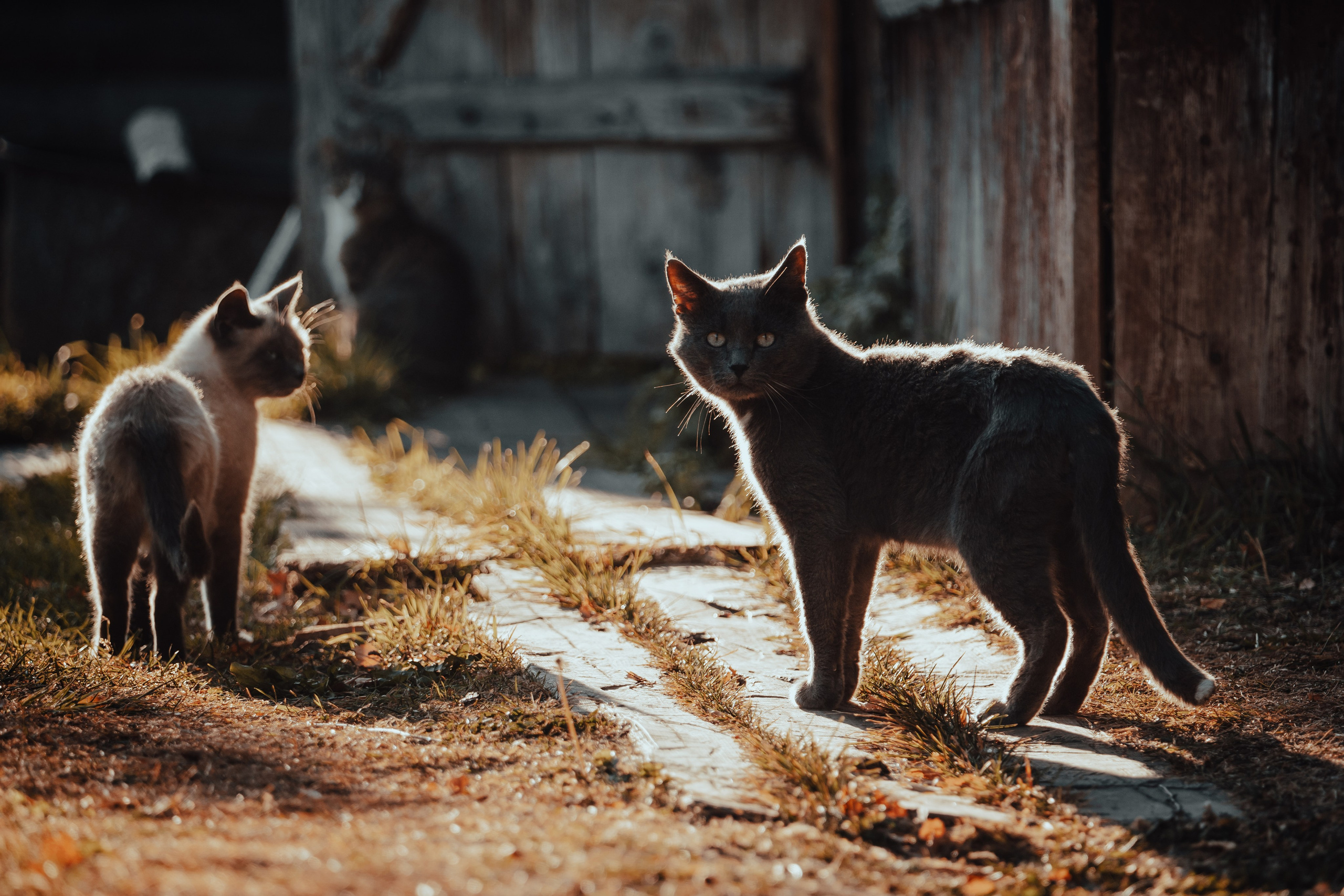 Кенозерье. Фотограф Александр Решня