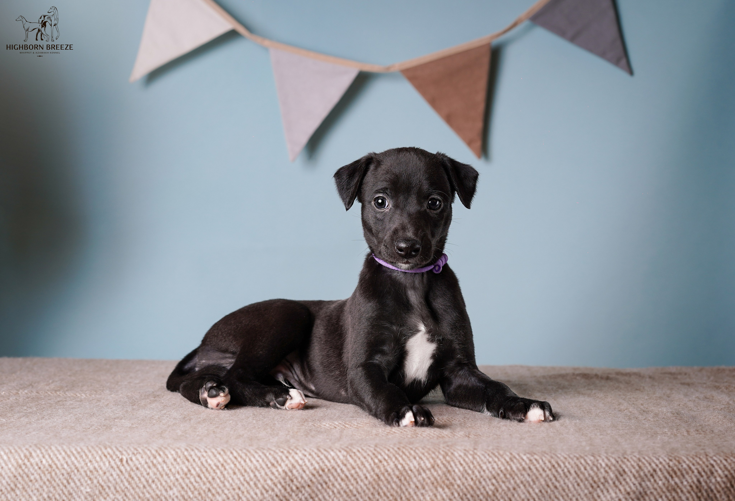 Щенки уиппета. Фотограф-анималист в Санкт-Петербурге Яна Мартынова