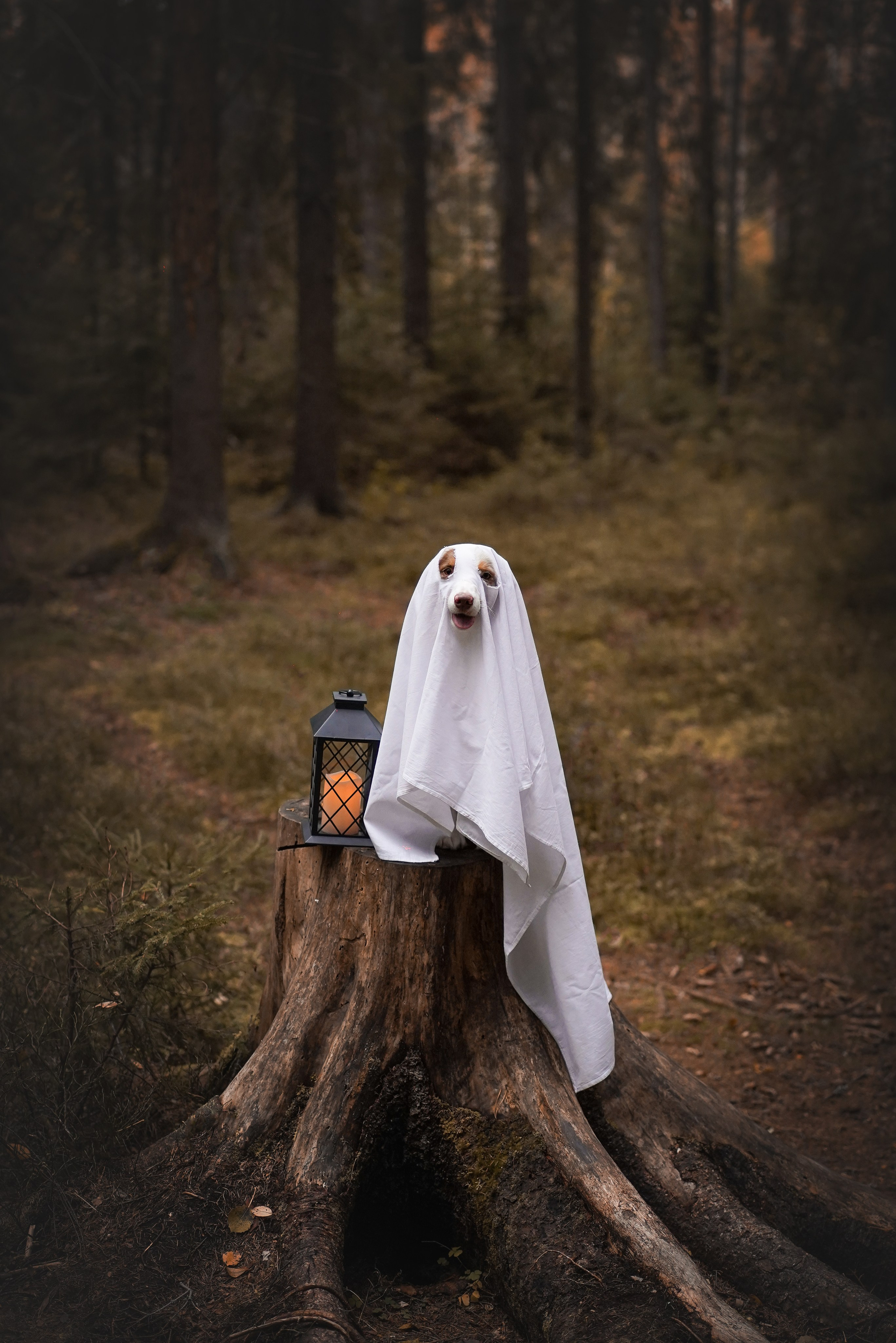 Панда тыковки. Фотограф-анималист в Санкт-Петербурге Яна Мартынова