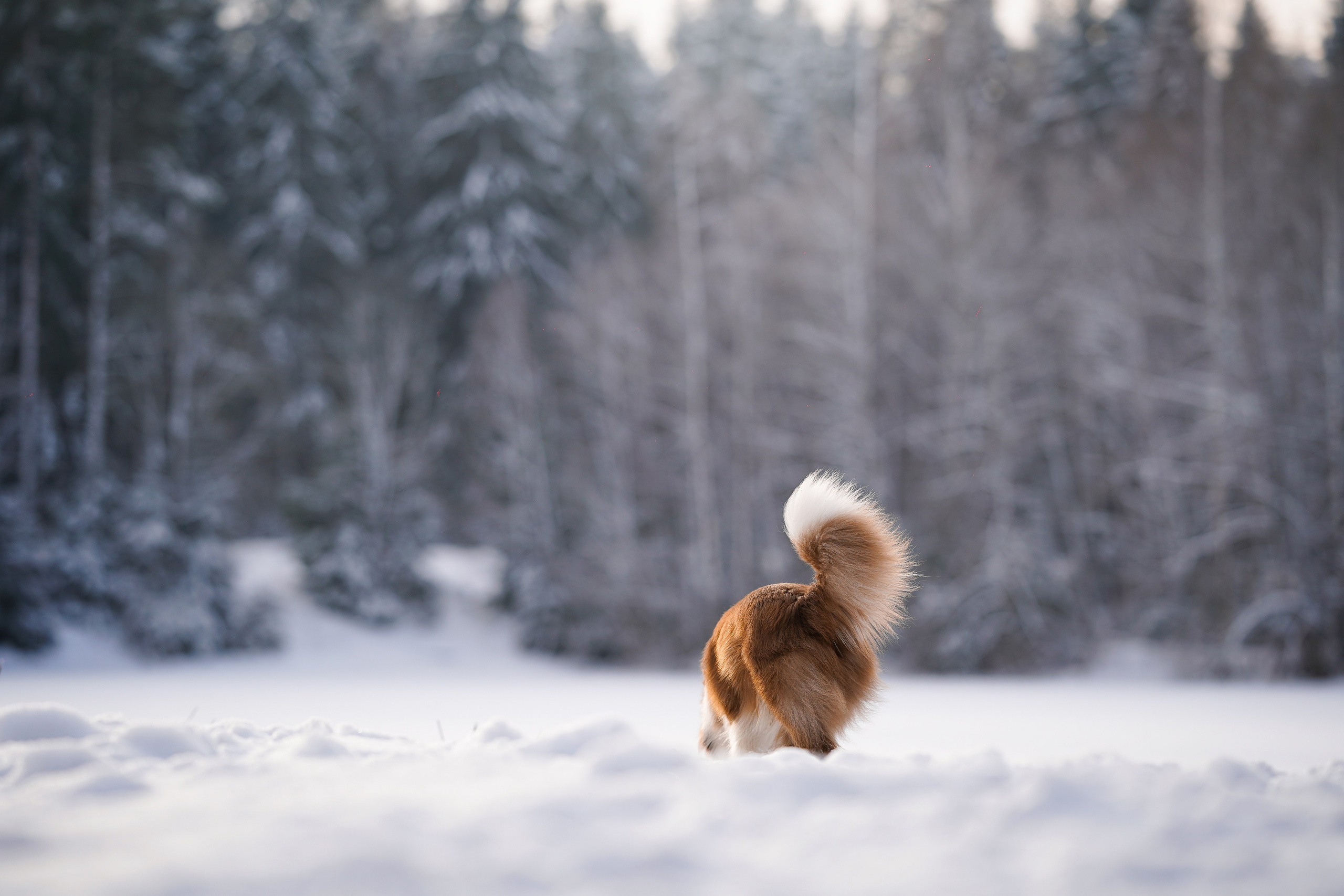 Катя и Ская. Фотограф-анималист в Санкт-Петербурге Яна Мартынова
