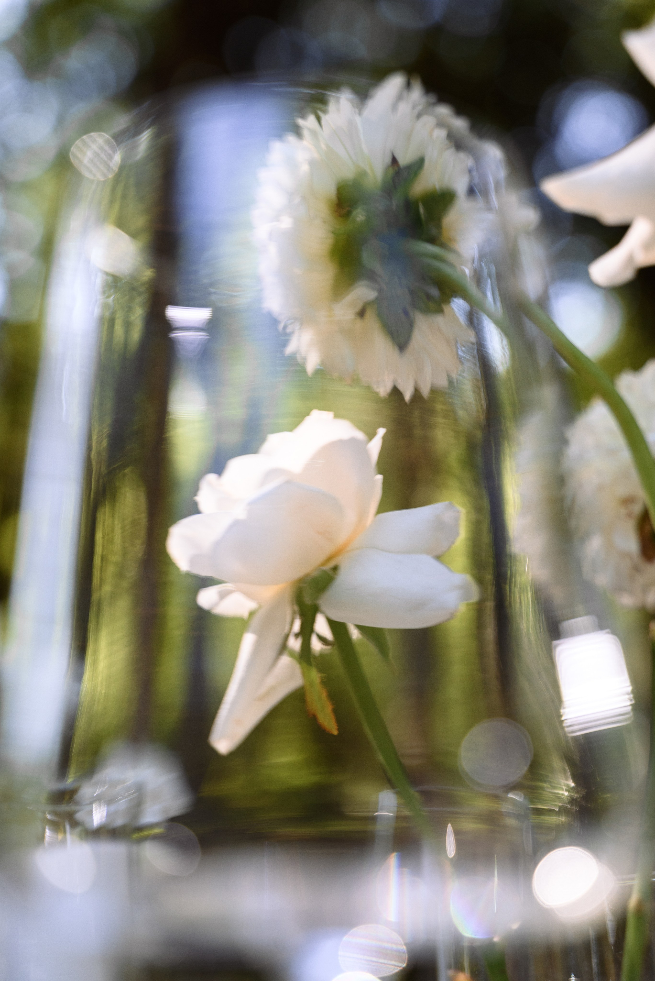 Красивый цветок сфотографирован через бокал