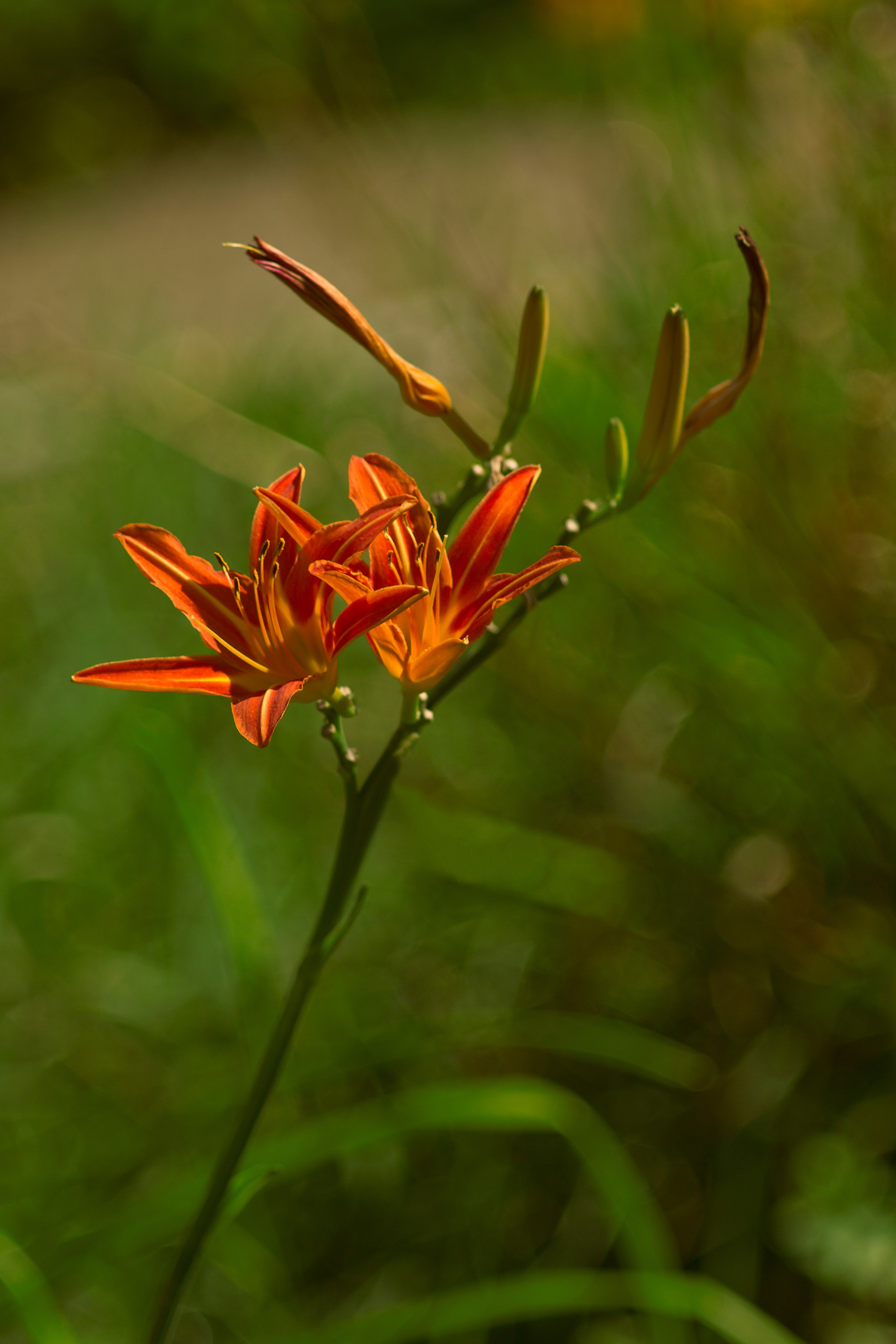 Цветочный импрессионизм. Сайт фотографа Виталия Дени