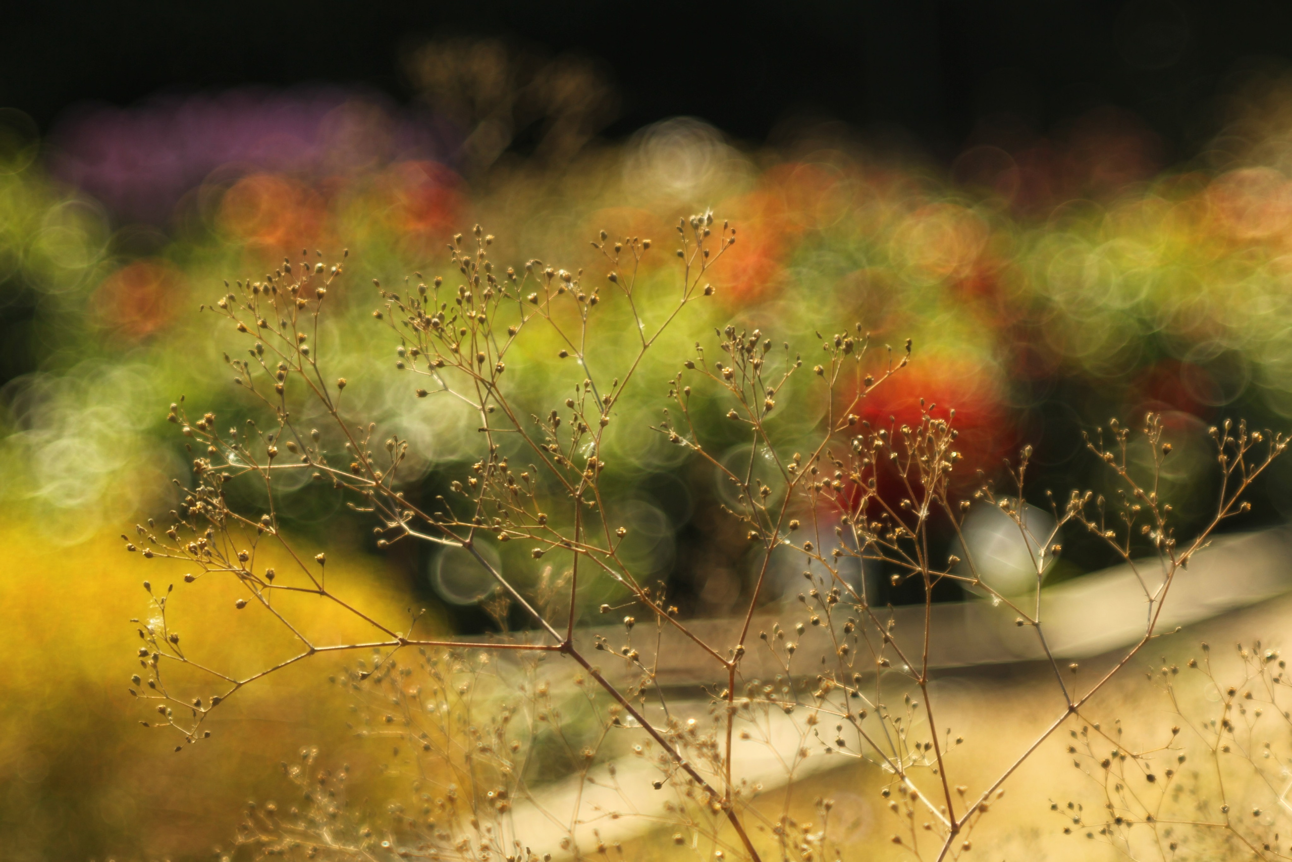 Цветочный импрессионизм. Сайт фотографа Виталия Дени