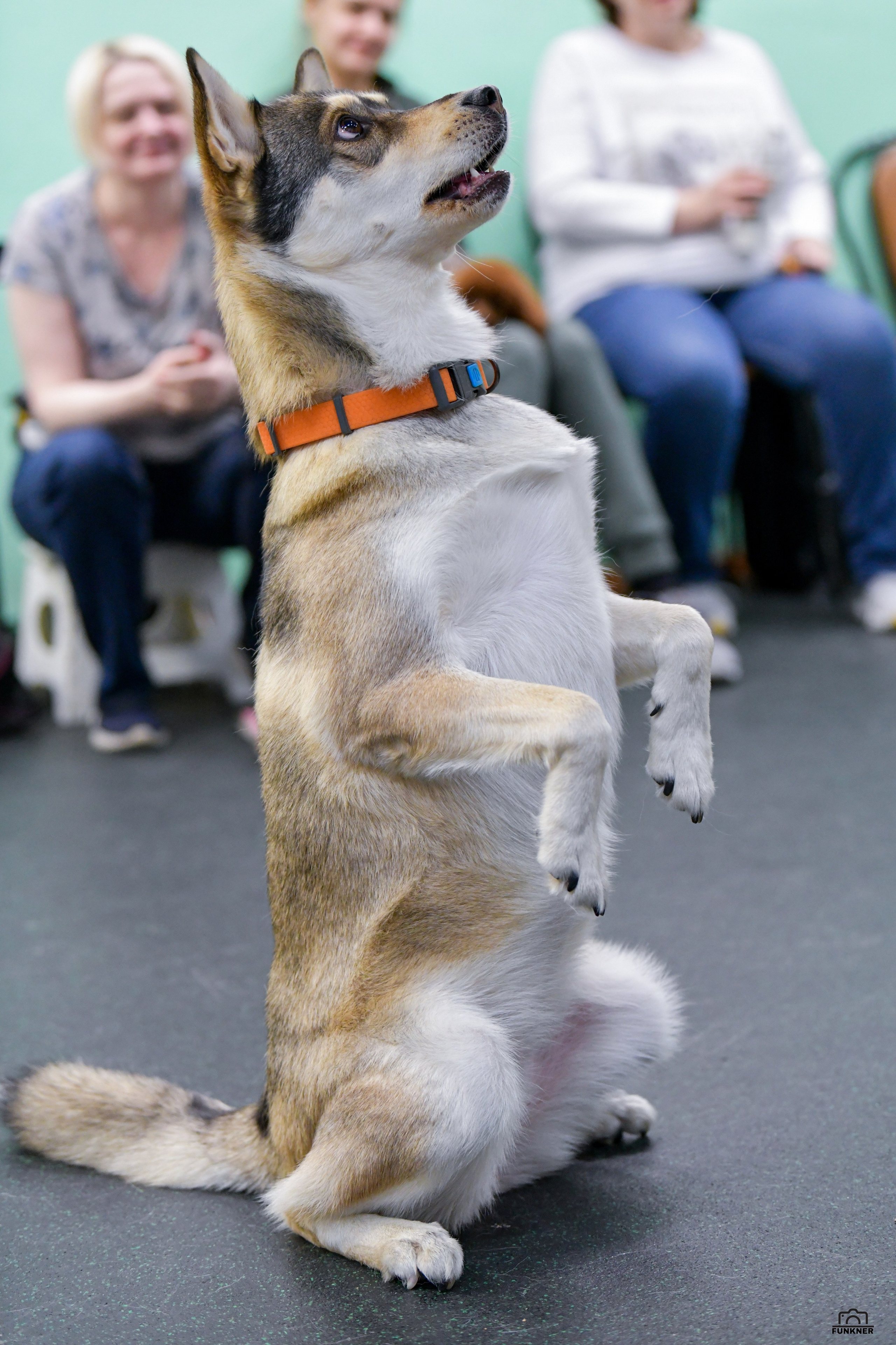 Кинологический клуб «Бодрый хвост». Свой взгляд через объектив