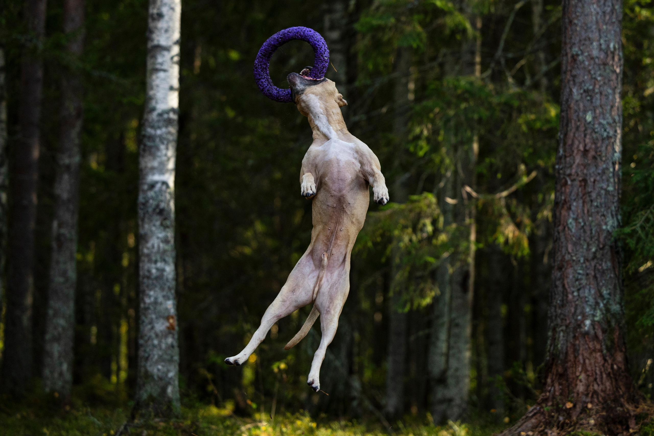 Фобос. Фотограф-анималист Анна Маринич